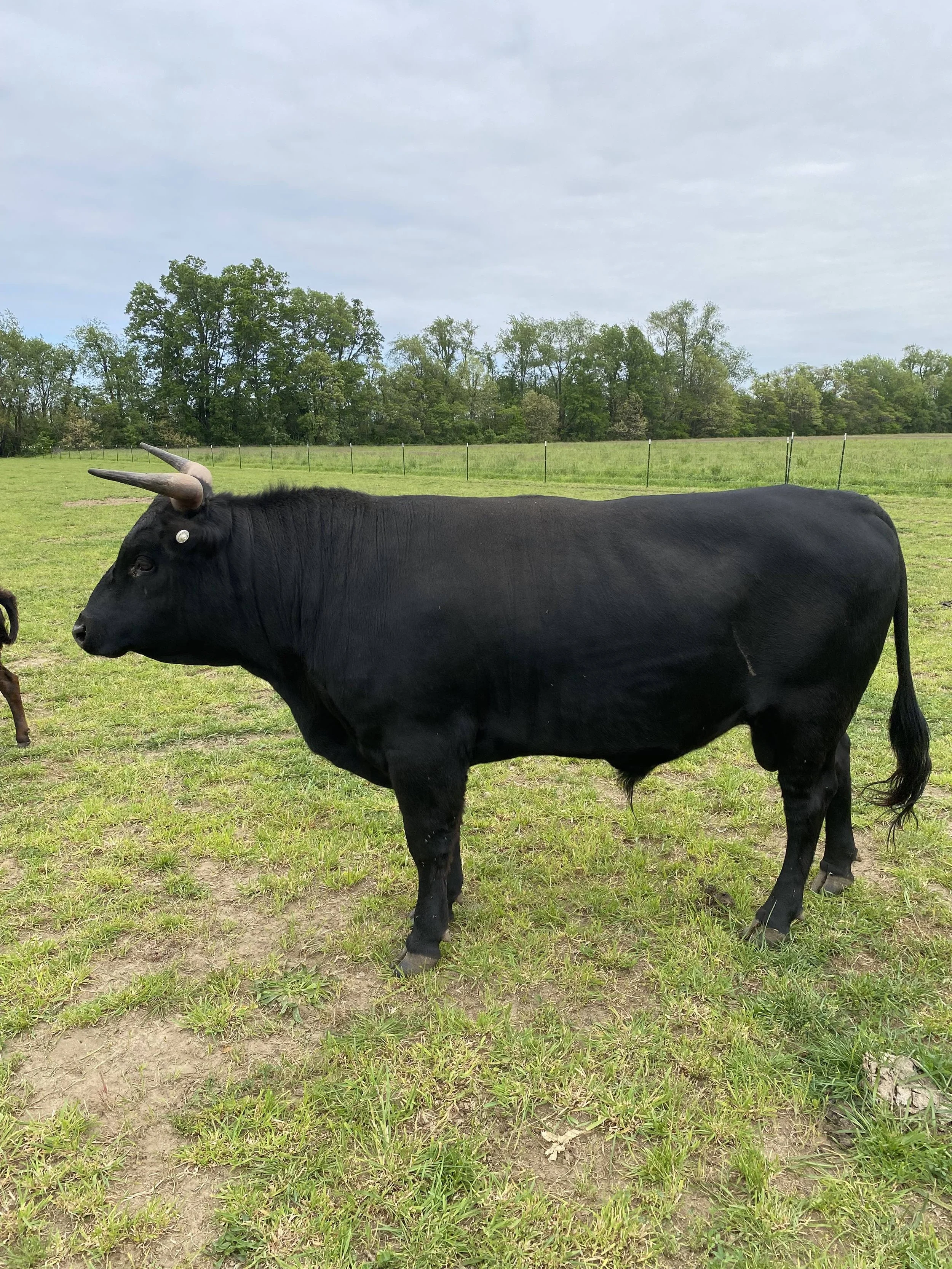 A black cow with curved horns standing on green grass in a fenced pasture, with a background of trees and a cloudy sky.