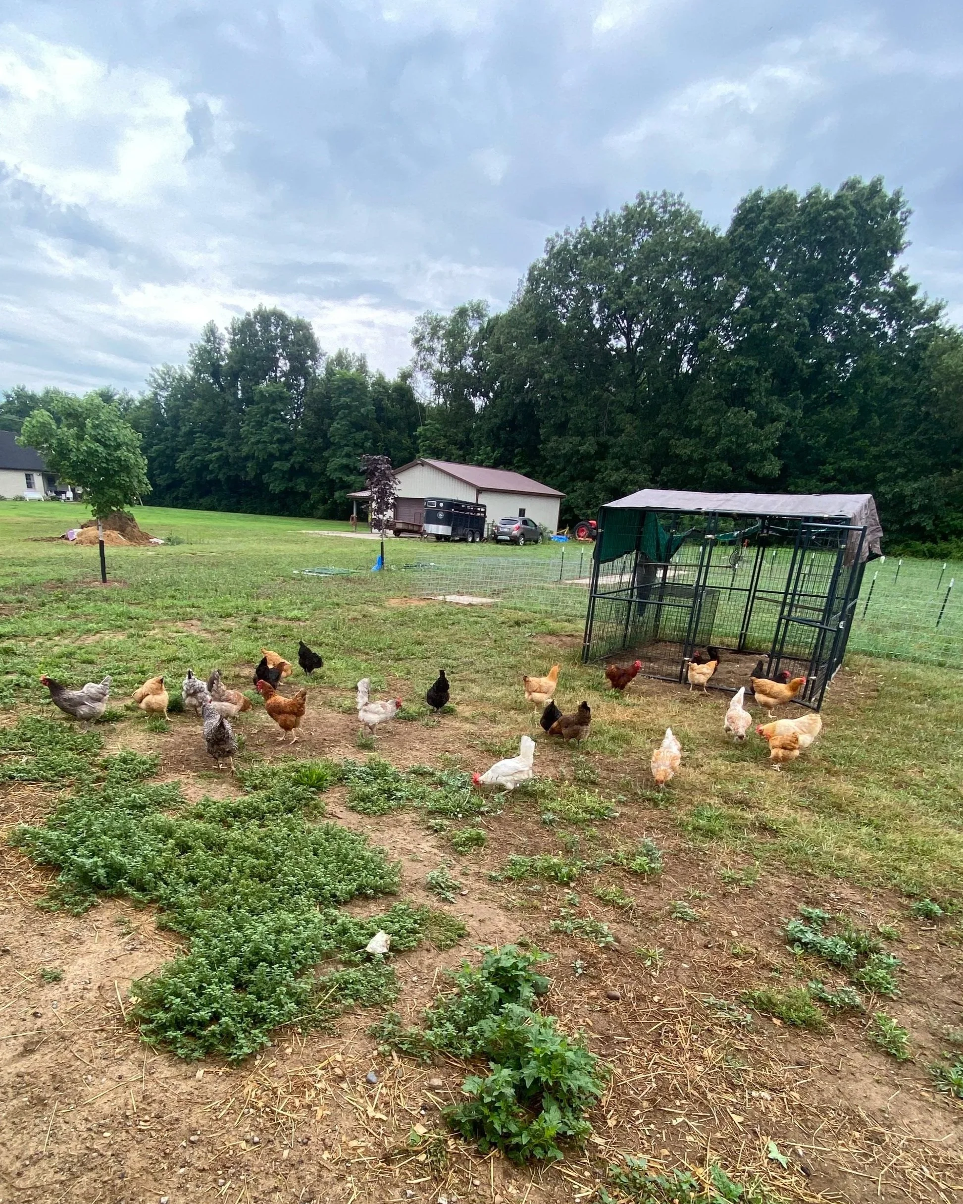 A farmyard scene with chickens walking on the ground, a shed, a car, trees, and cloudy sky in the background.