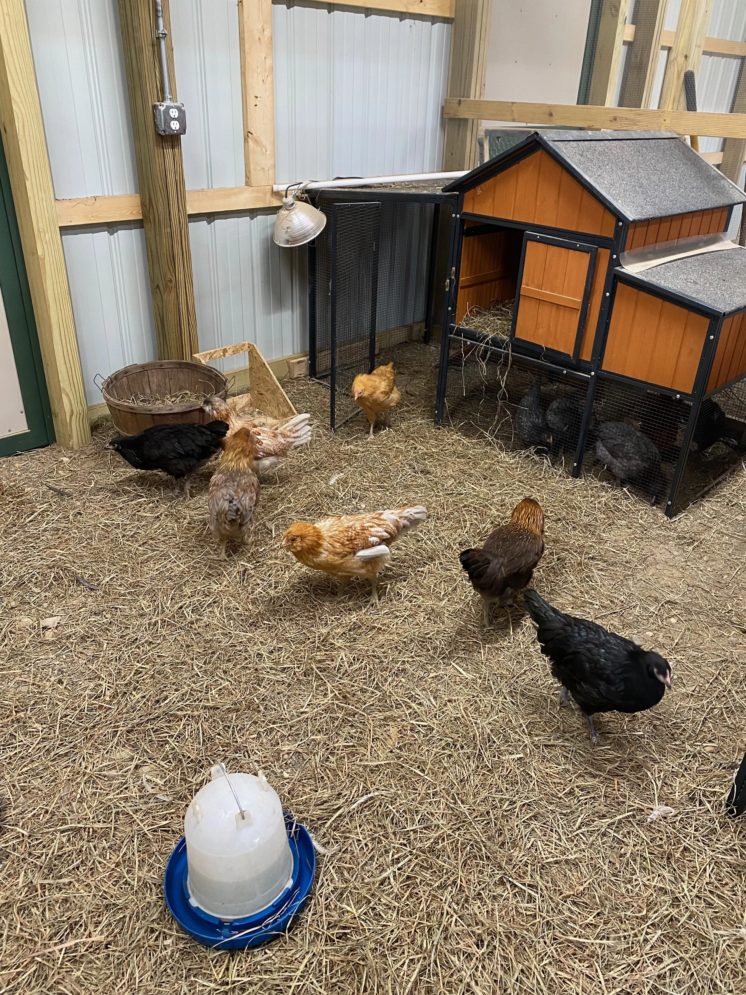 A chicken coop with multiple chickens of different colors inside and outside. The coop has a waterer and hay on the ground, with wooden framing and metal siding in a barn or shed.
