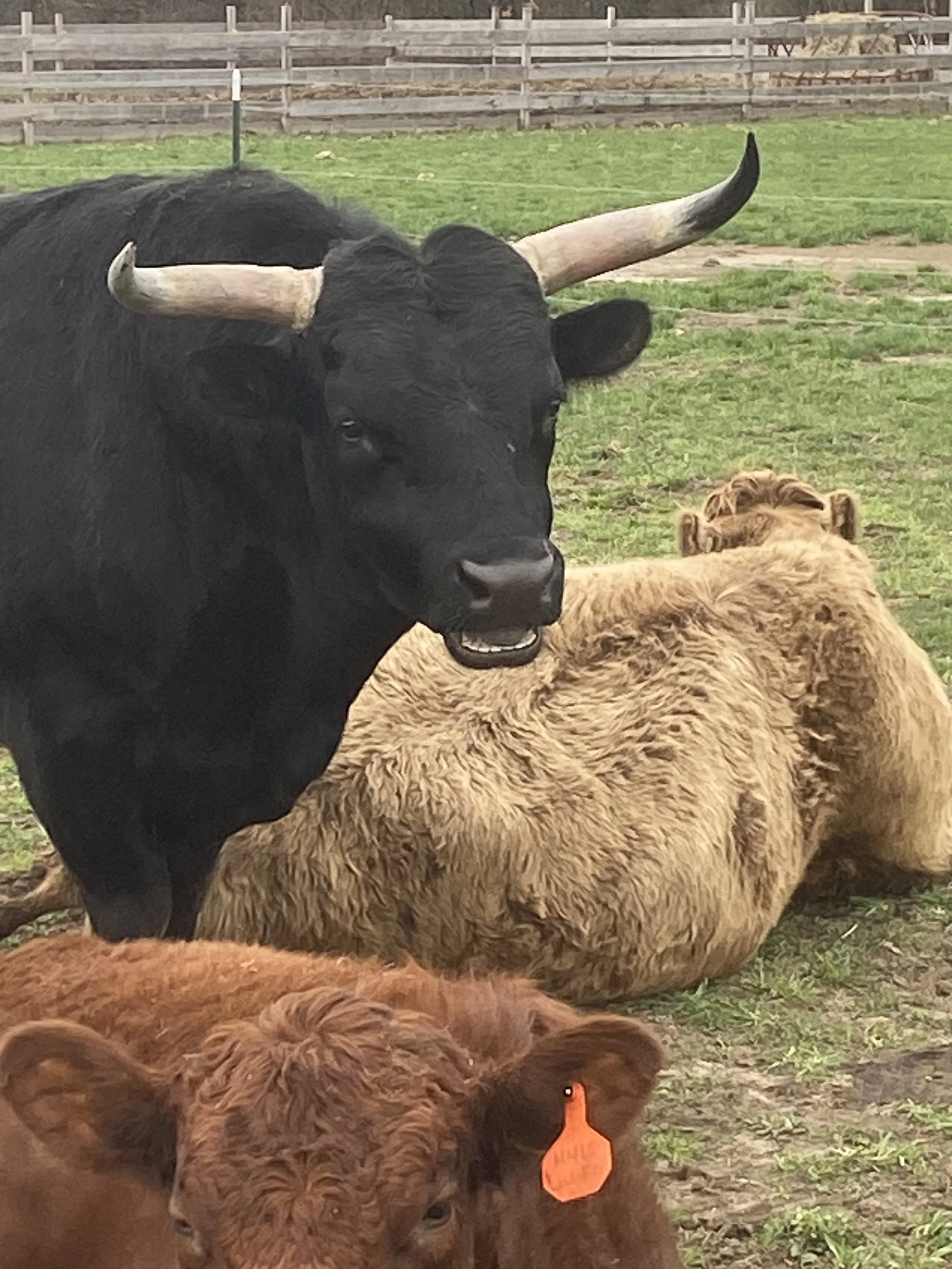 A black cow with large horns standing in a pasture with a brown cow lying down nearby and a wooden fence in the background.