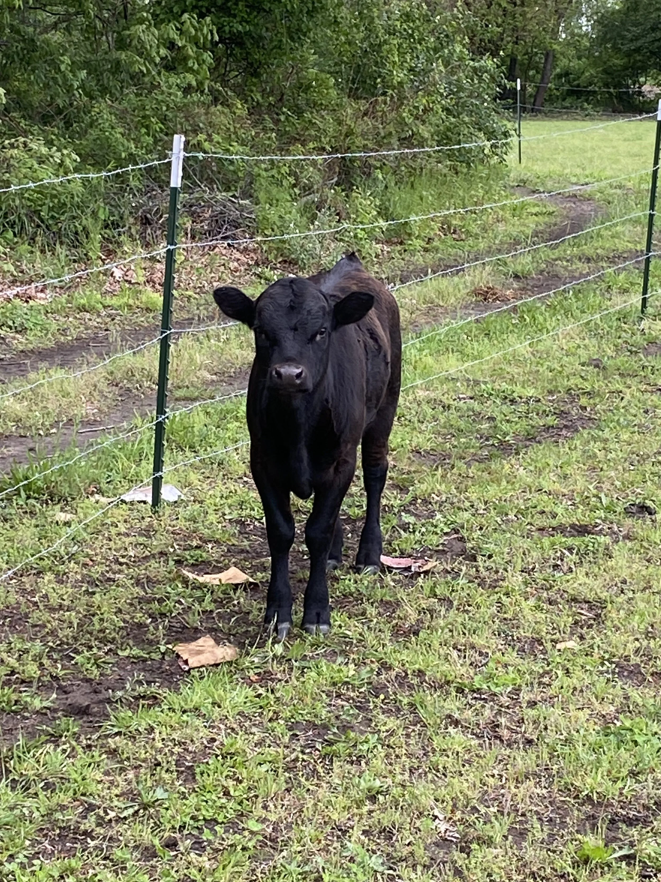 A young black calf standing outdoors on a grassy patch surrounded by green trees and bushes, with a barbed wire fence in the background.