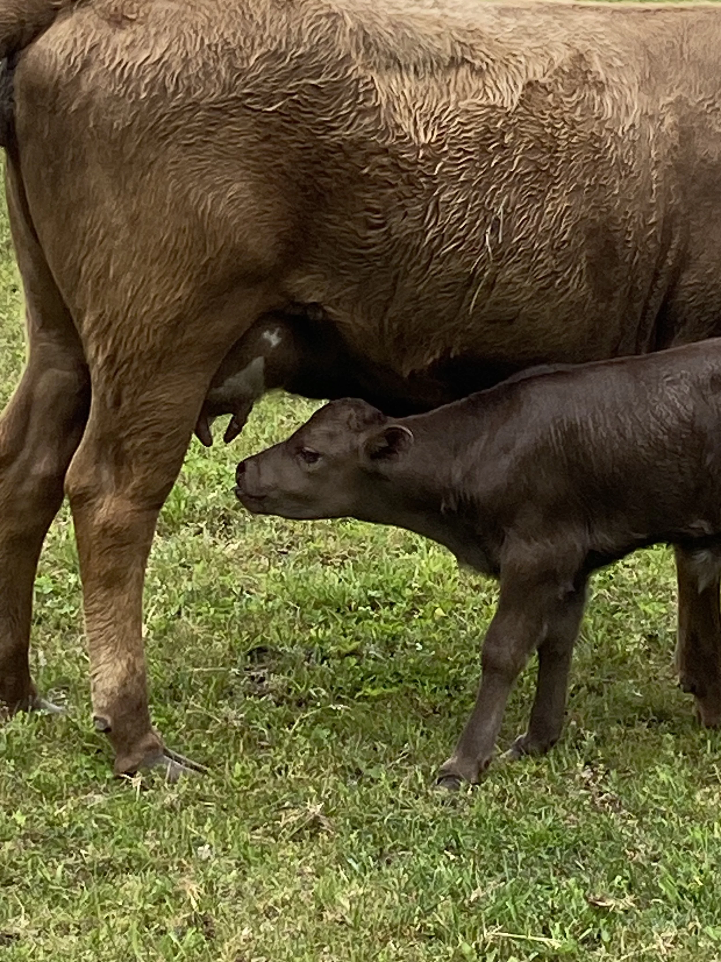 A brown cow nursing a black calf on green grass.