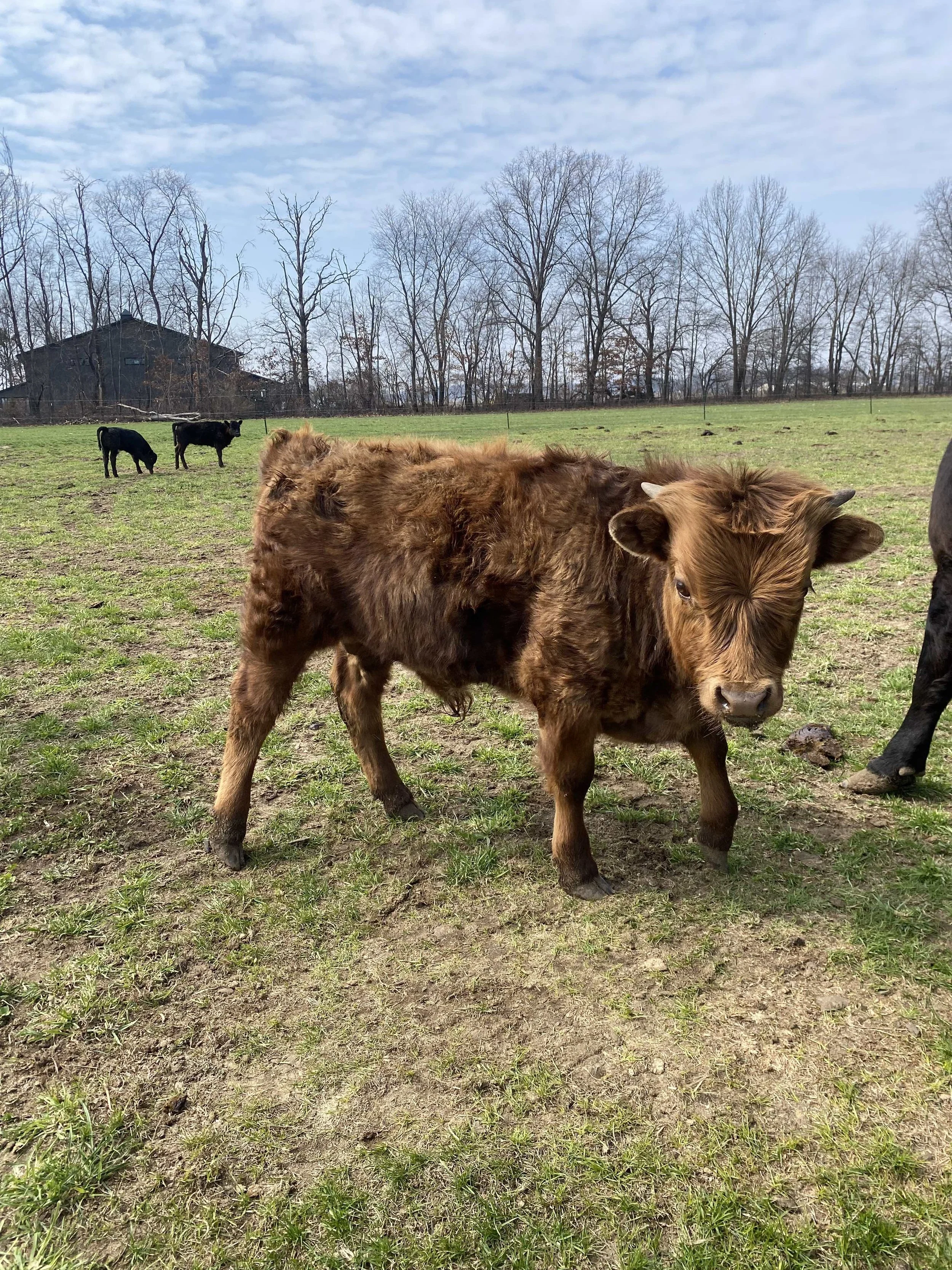 A young brown calf with fluffy fur standing in a pasture, with other calves and leafless trees in the background under a partly cloudy sky.