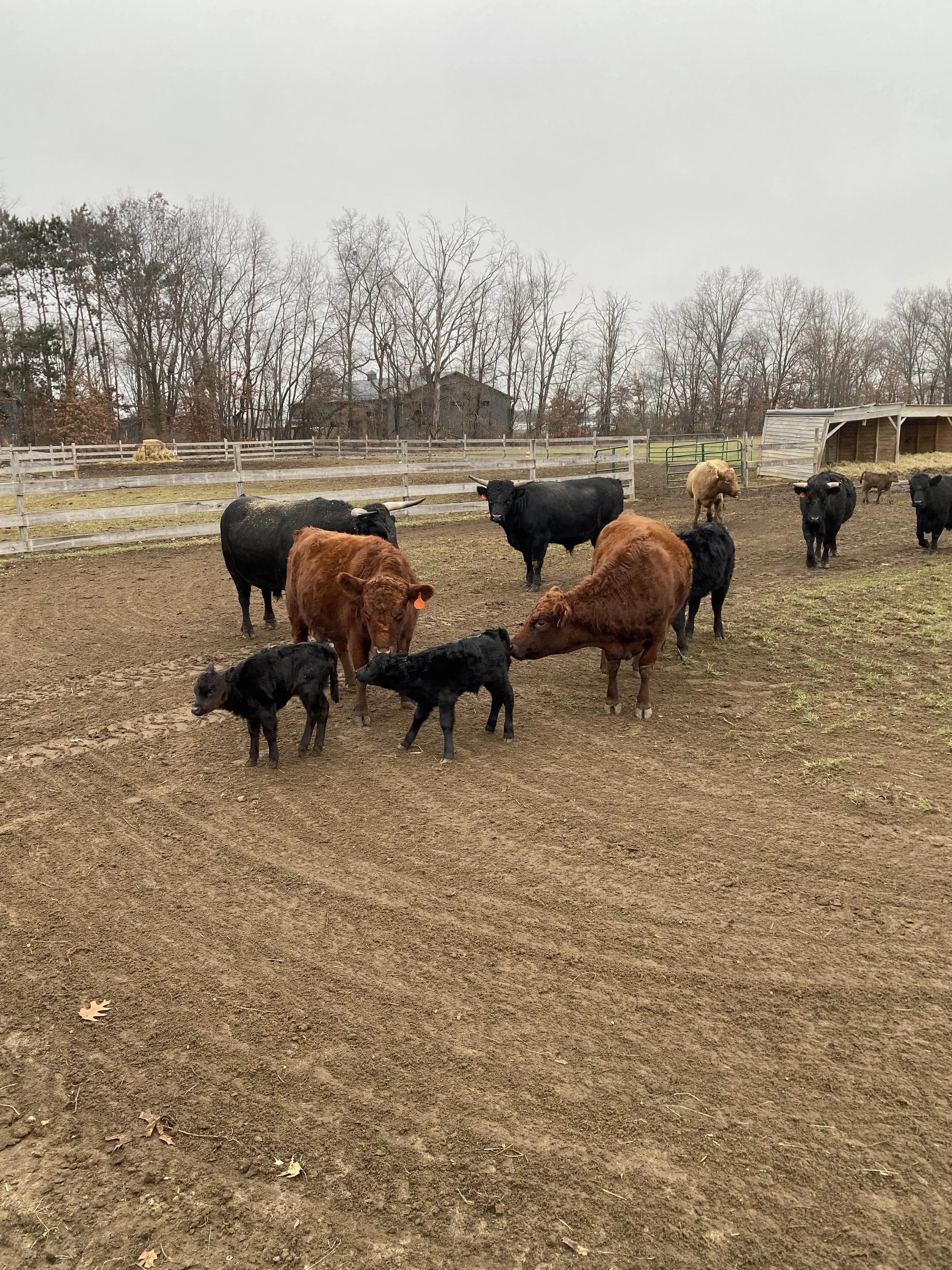 herd.jpg