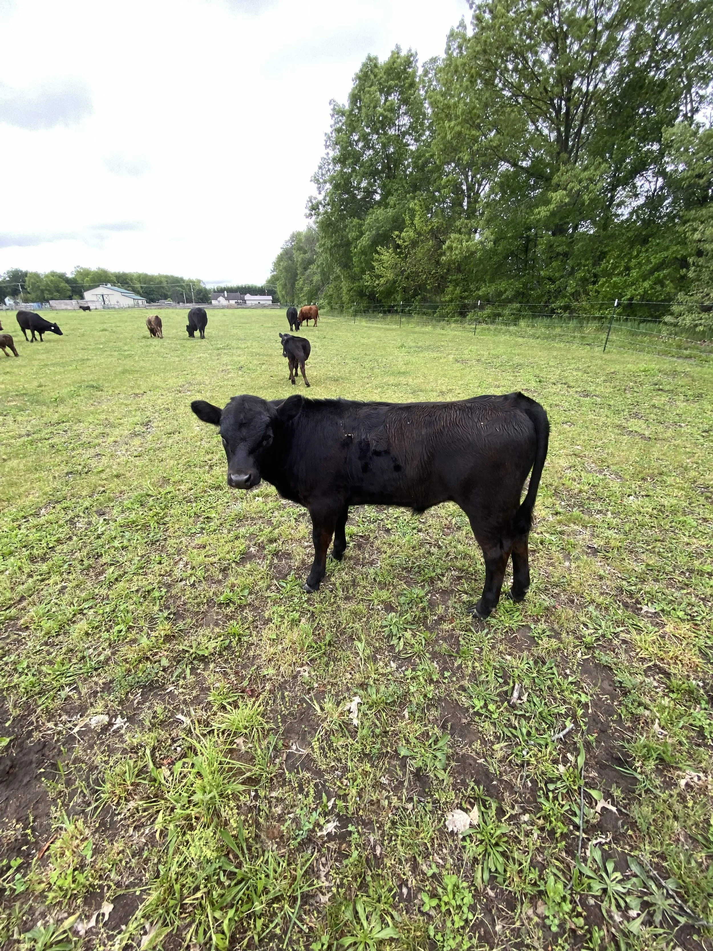 A grassy field with several cows grazing and walking, surrounded by trees and farm buildings in the background.