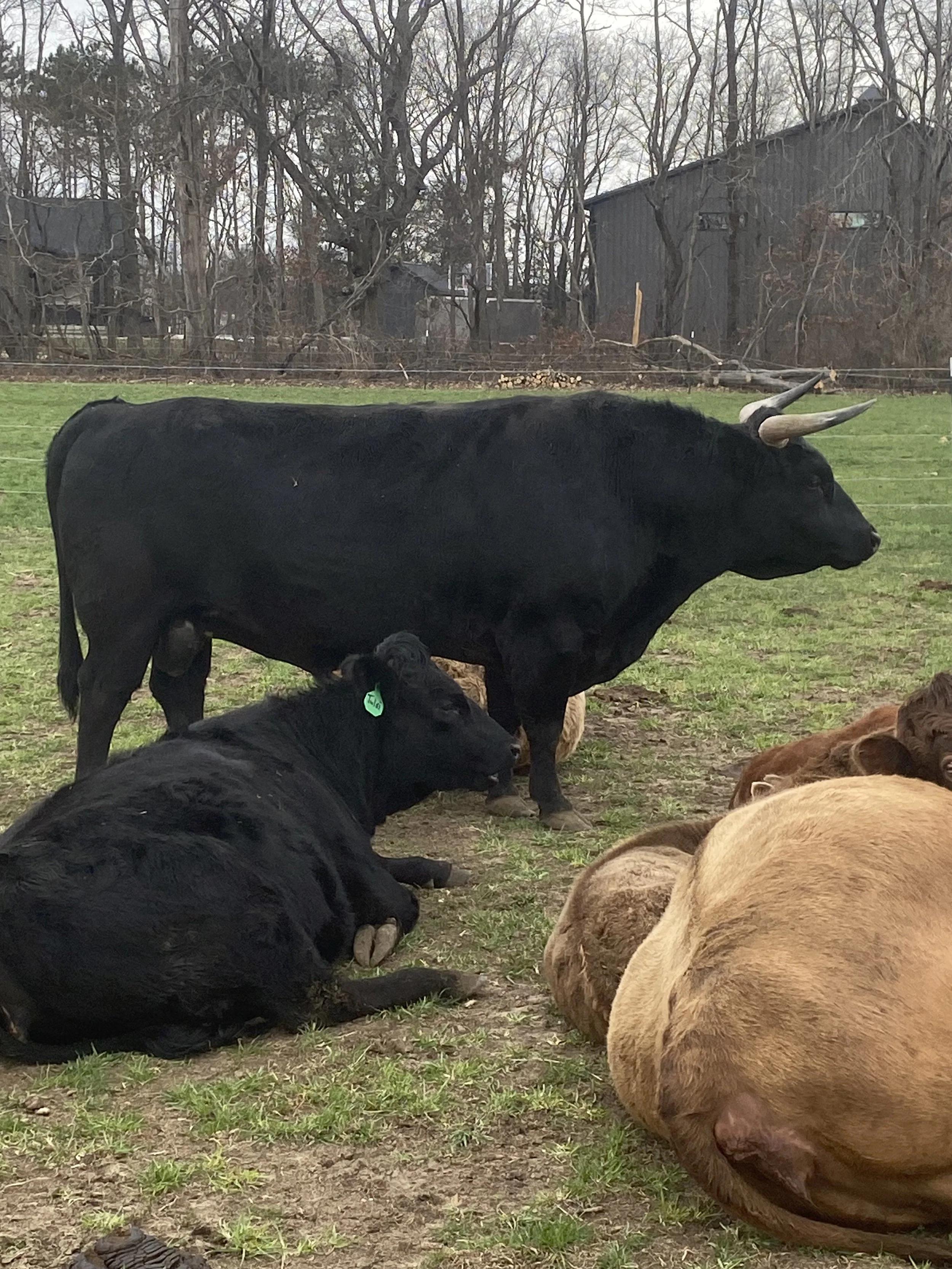 A black cow with large curved horns standing outdoors with several calves lying on the ground nearby, and wooden structures and trees in the background.