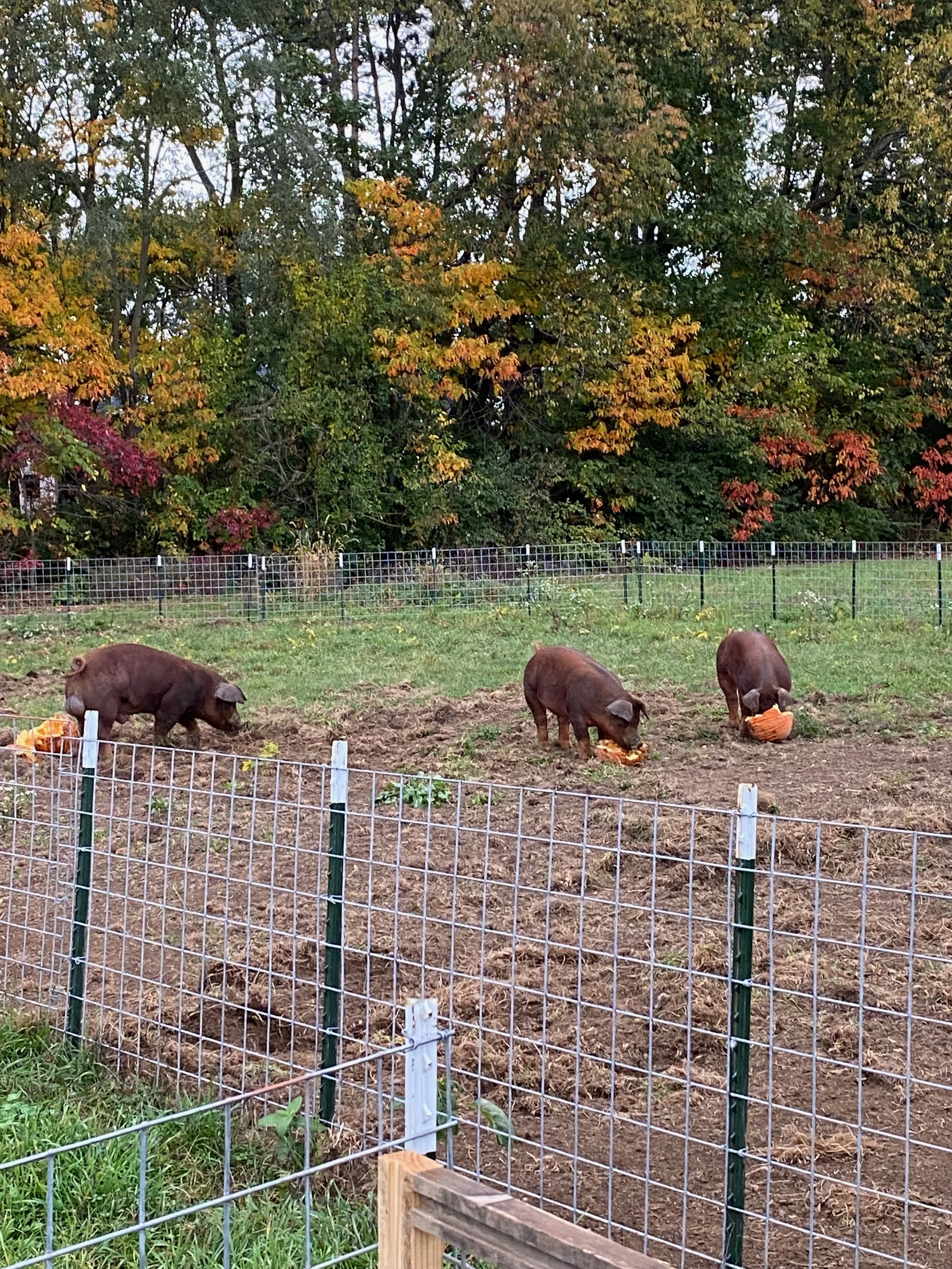 Duroc pigs are grazing in a fenced-off area with brown soil, with trees in fall foliage in the background.