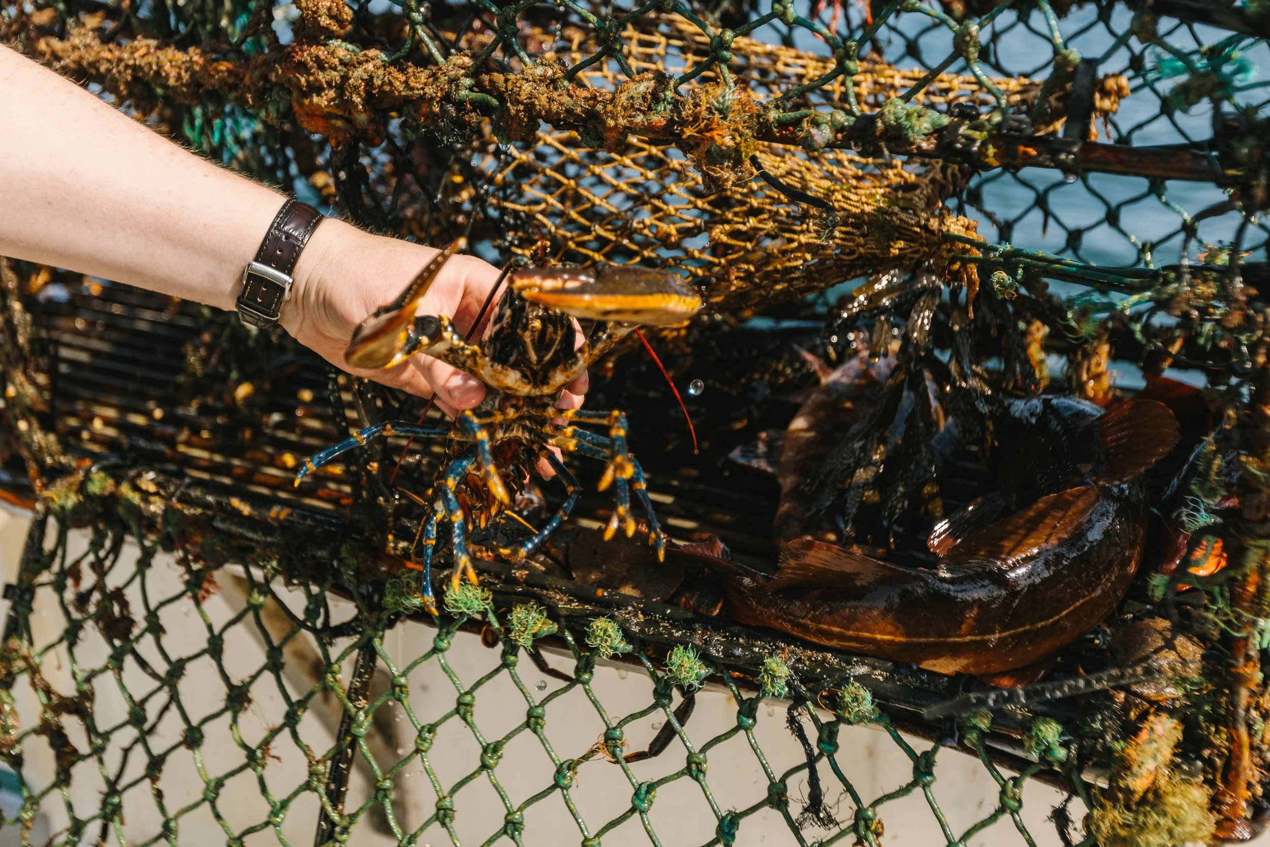 A fishing net filled with St. Andrews Bay lobster