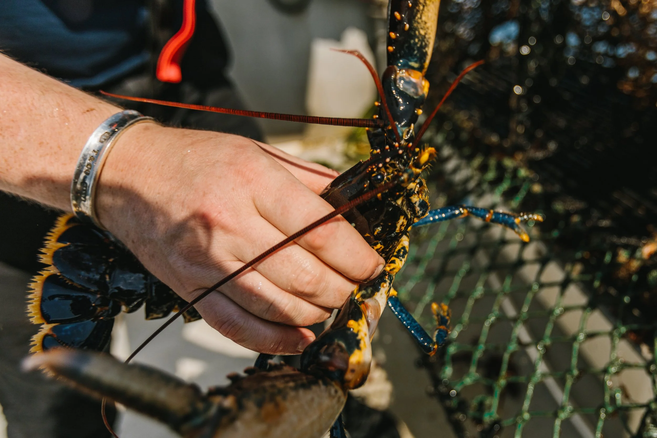 Fishing in Scotland: the positive impact of traditional methods on sustainability