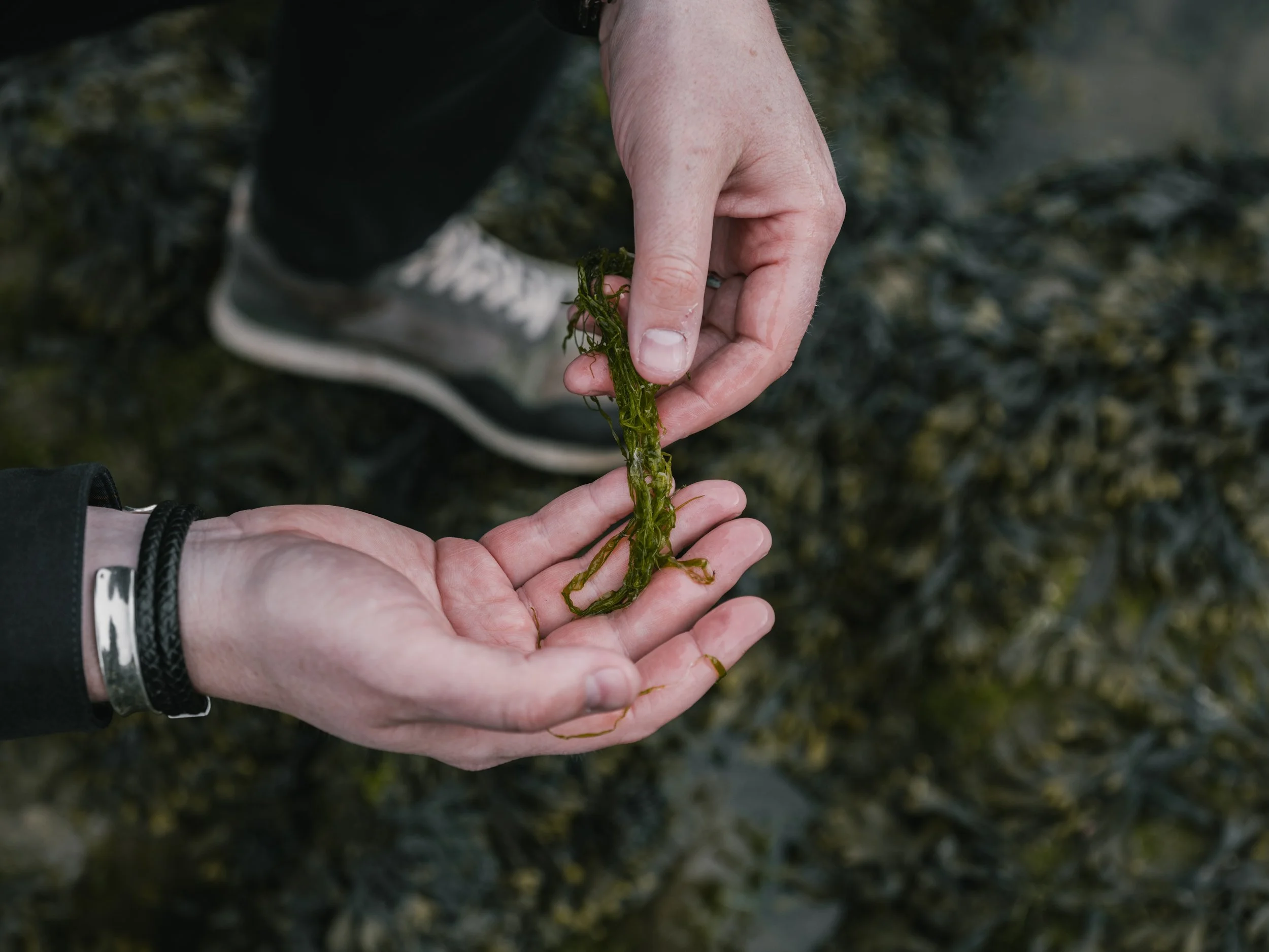 a close up of some seaweed being foraged in St. Andrews Bay