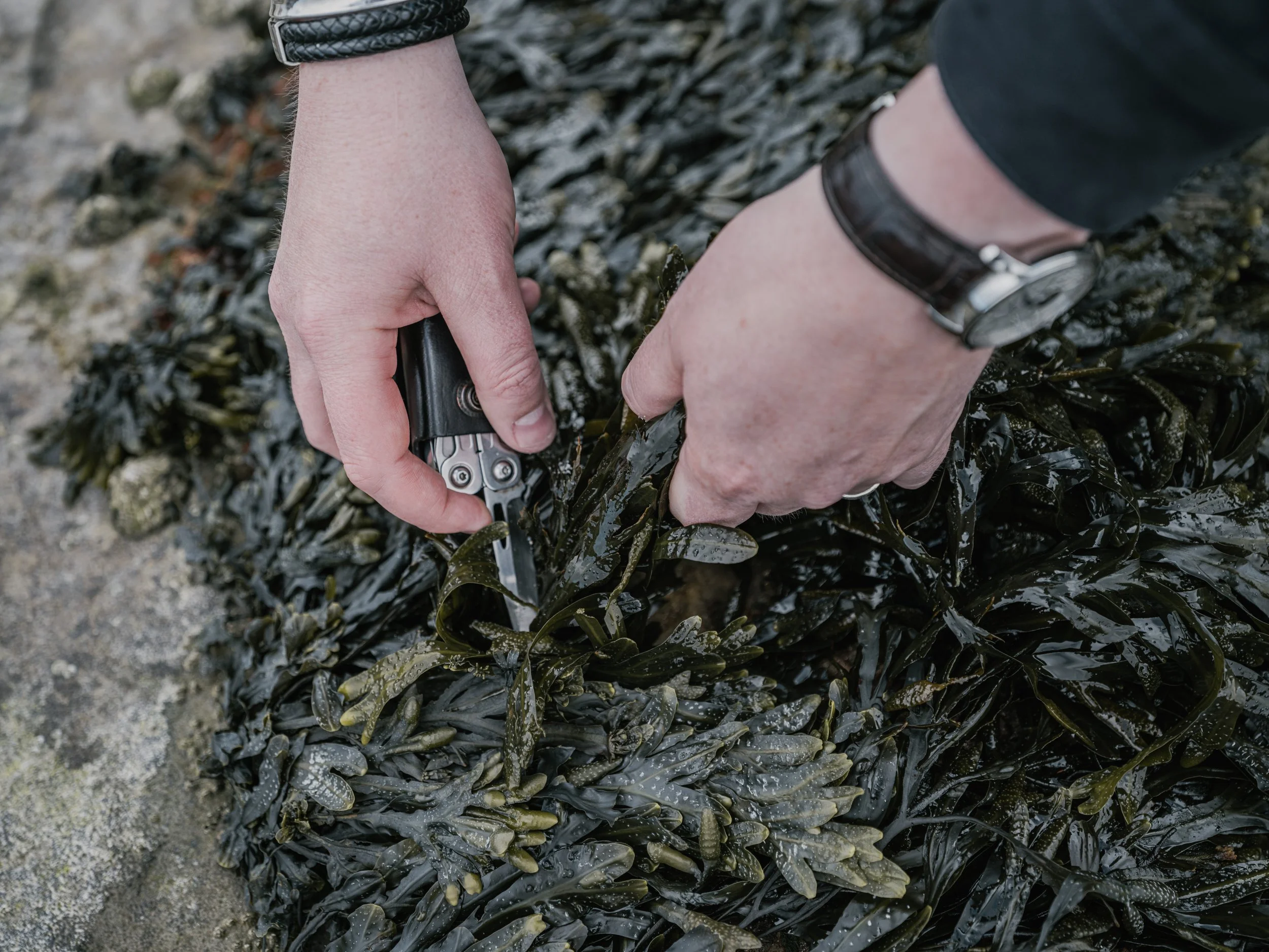 foraging seaweed in St. Andrews