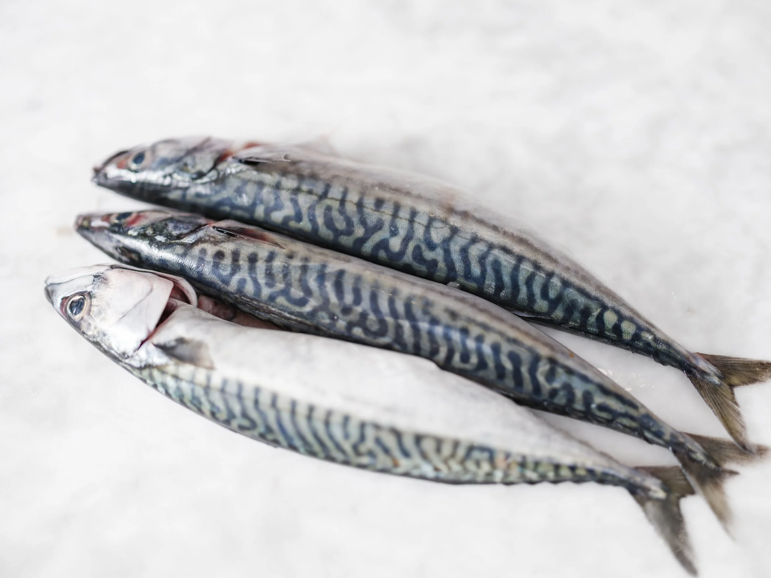 271 - Dulse Leith - July 2025 - Grant Anderson - 3200px.jpg