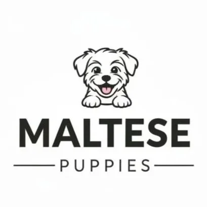 MALTESE PUPPIES FOR SALE