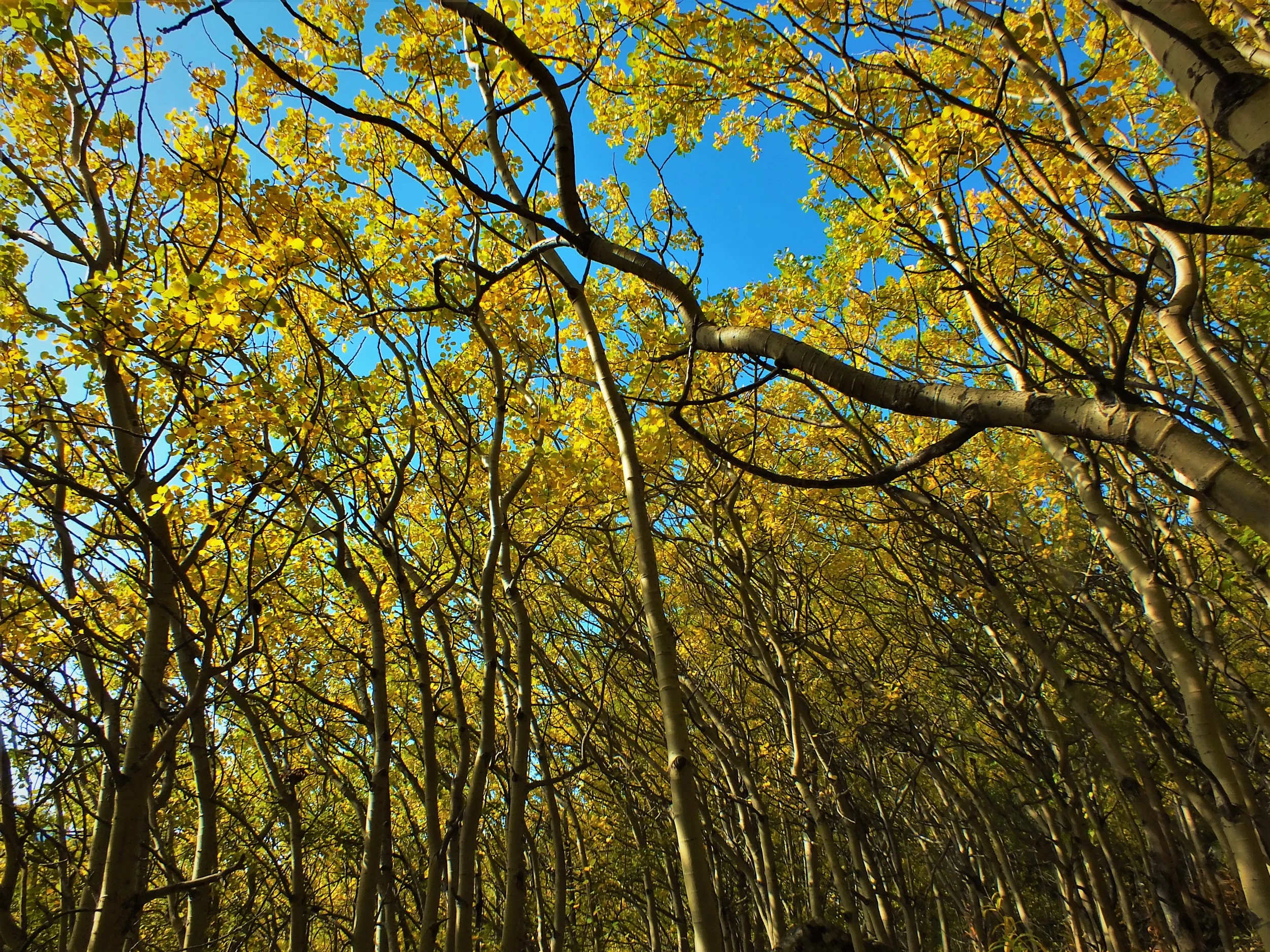 birch.jpg
