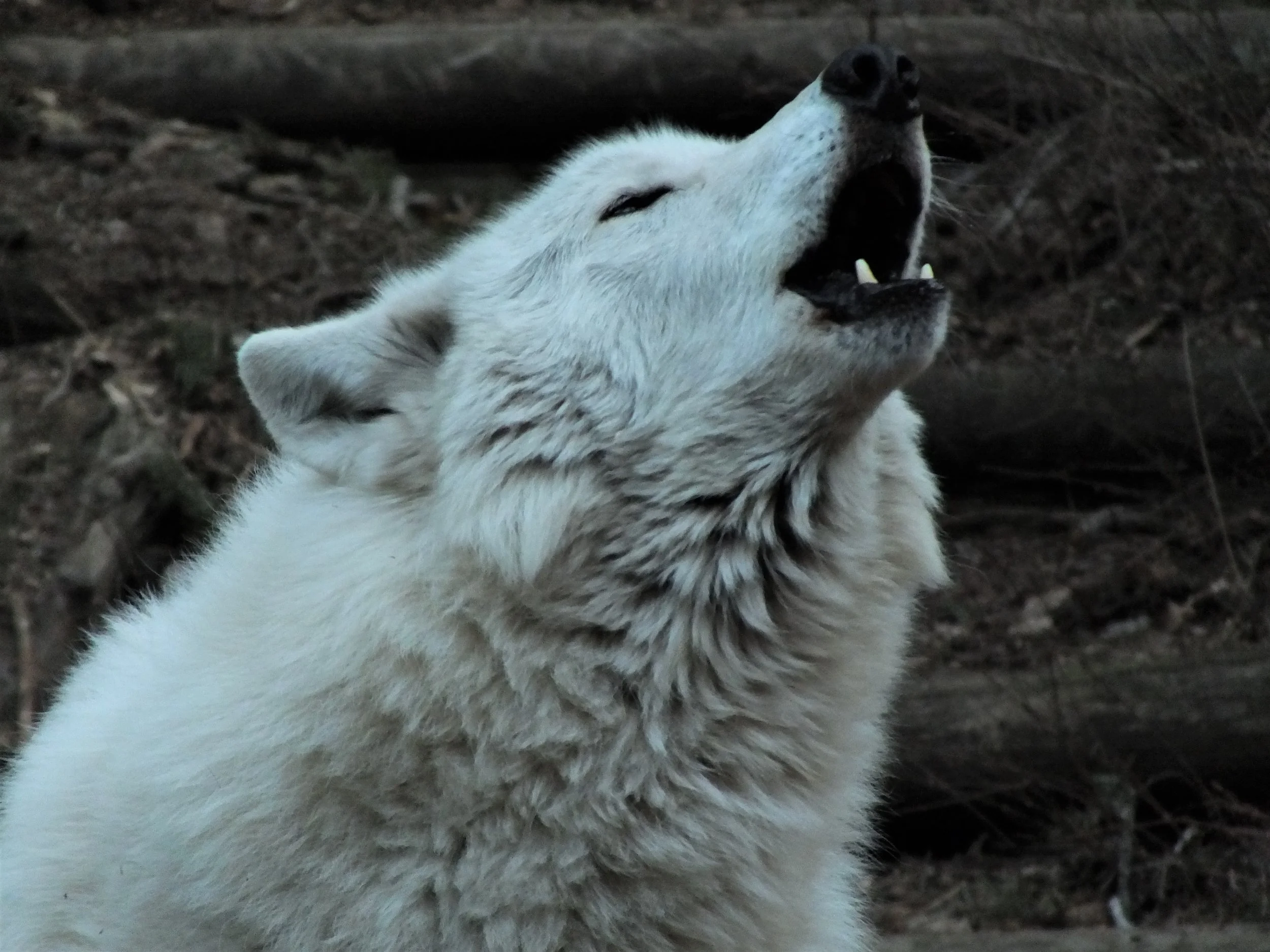 jakehowl2.jpg