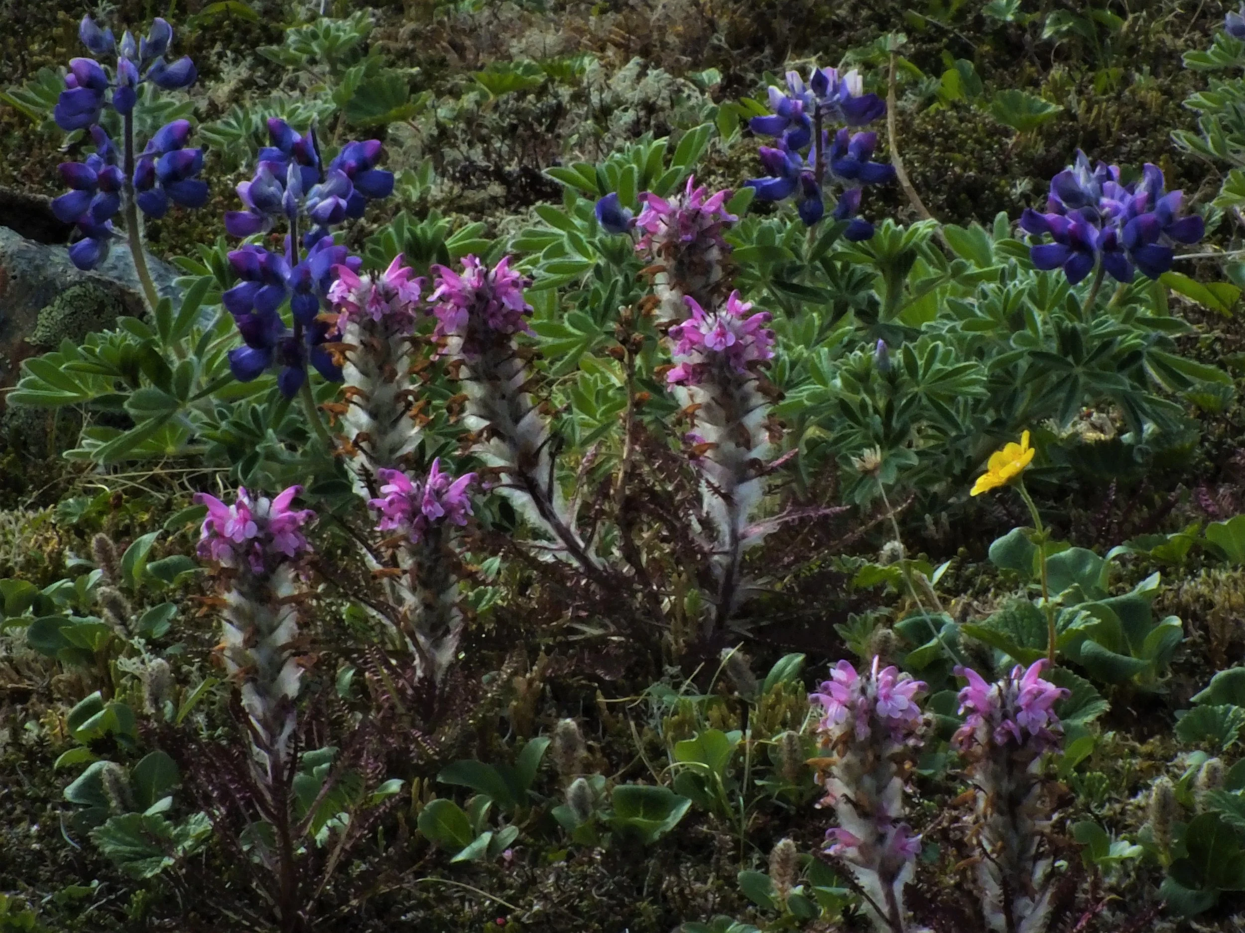 alpinewildflowers.jpg