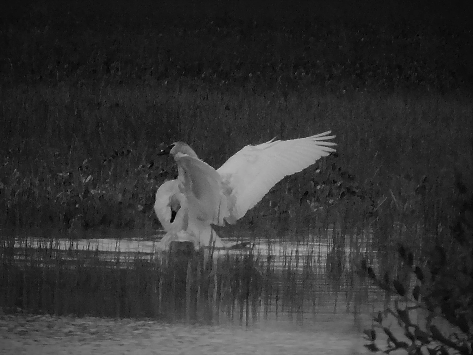 swans2.jpg