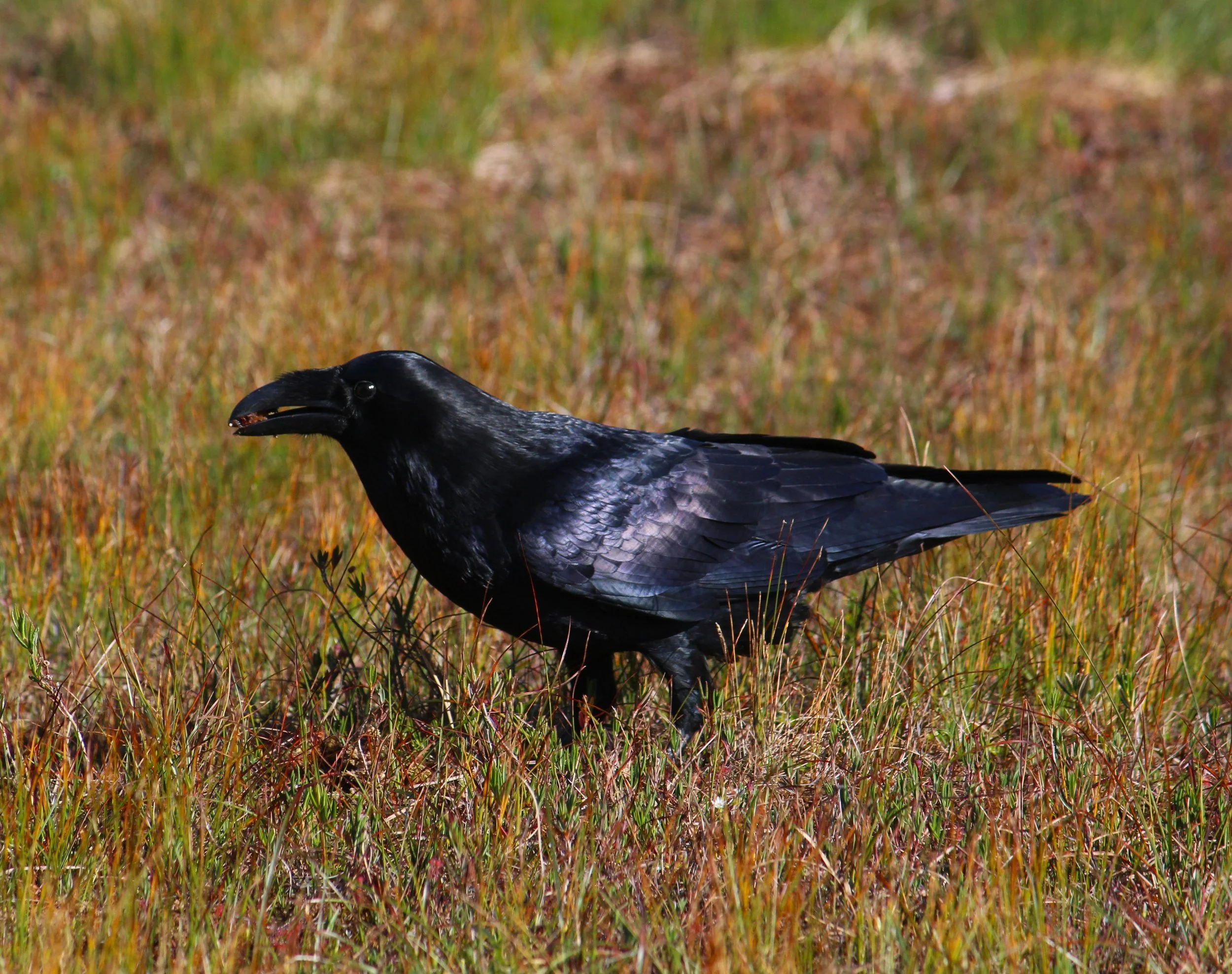 raven.JPG