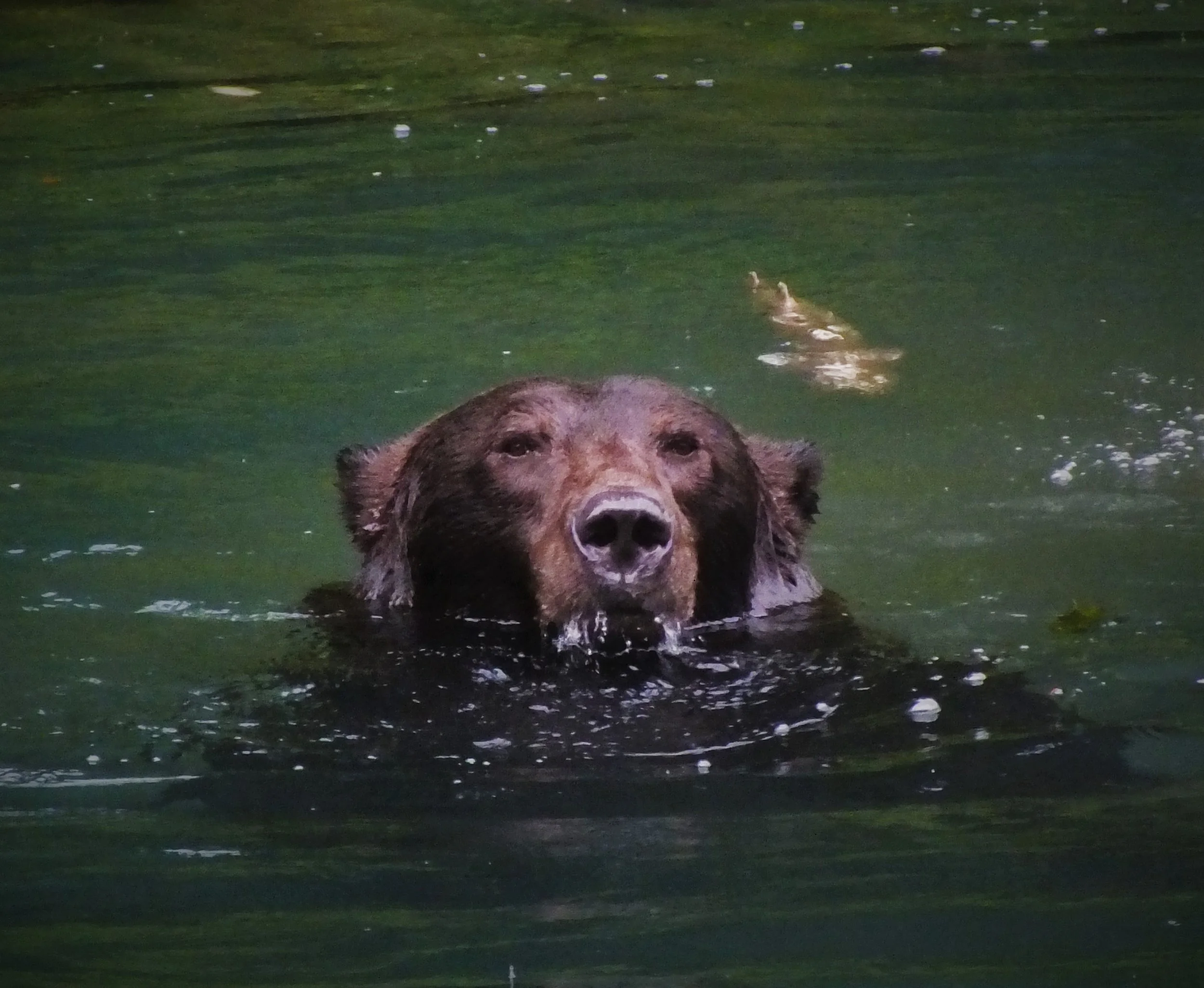 hyderbear6.jpg