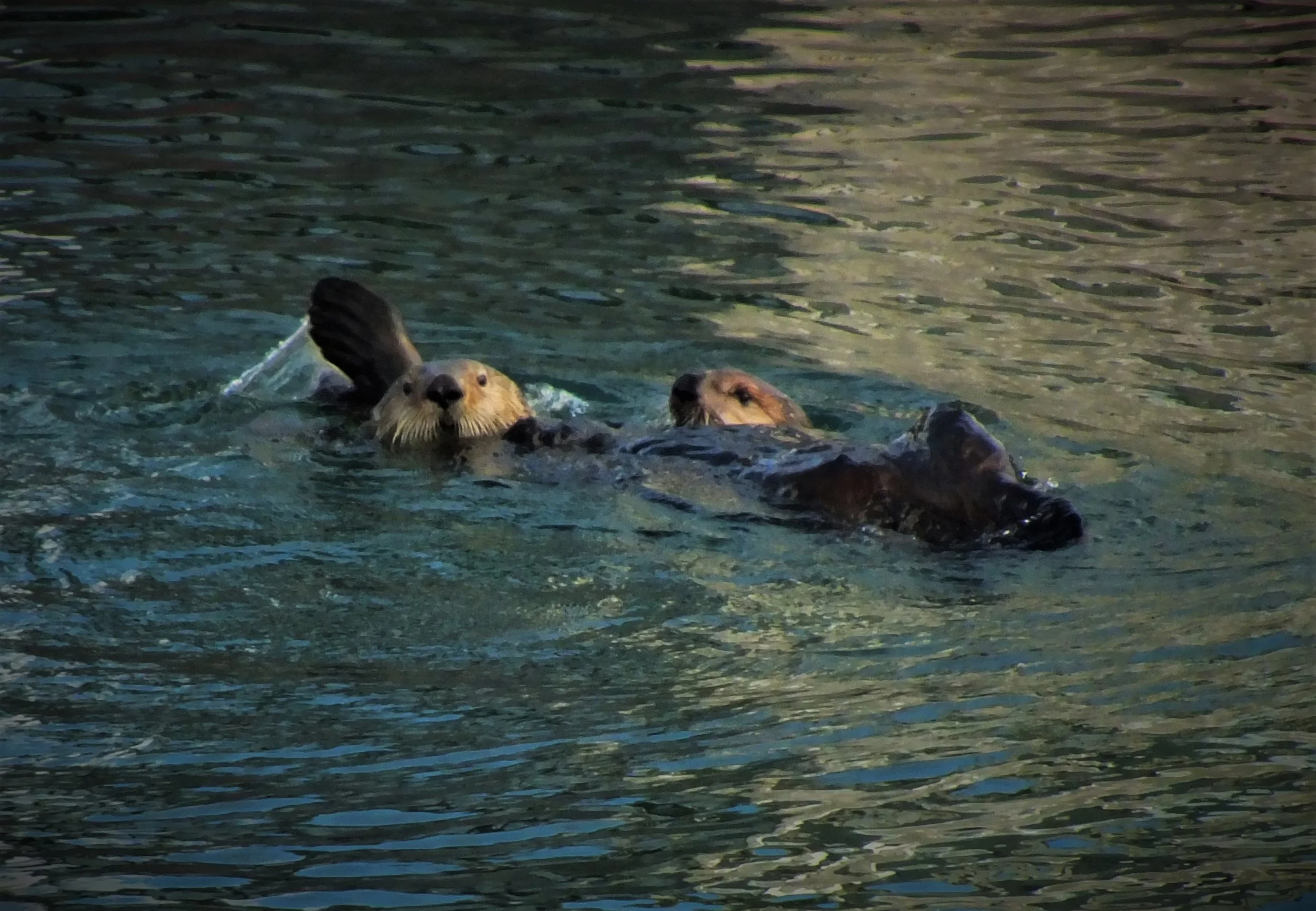 otters.jpg