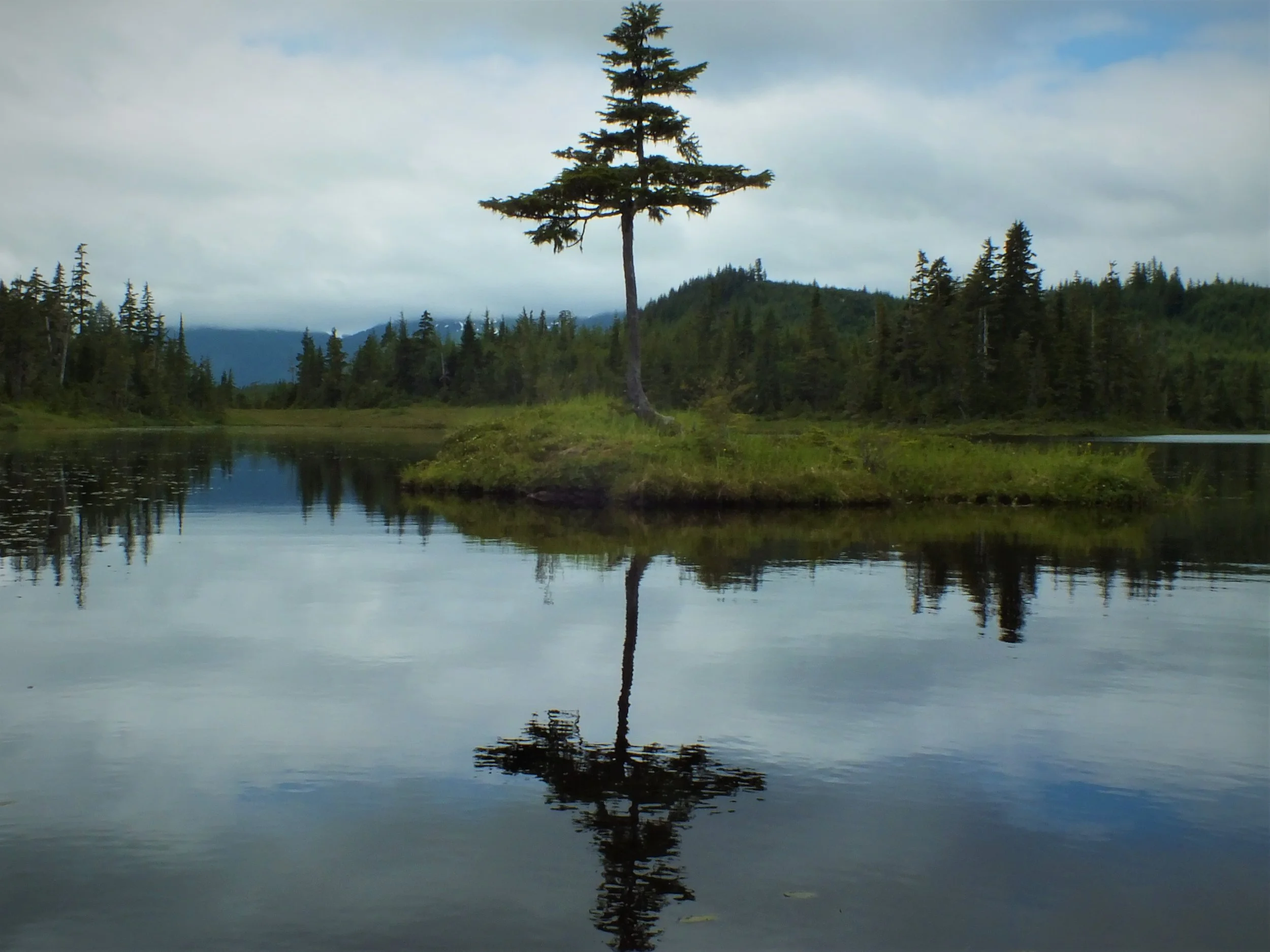 standingtree.jpg