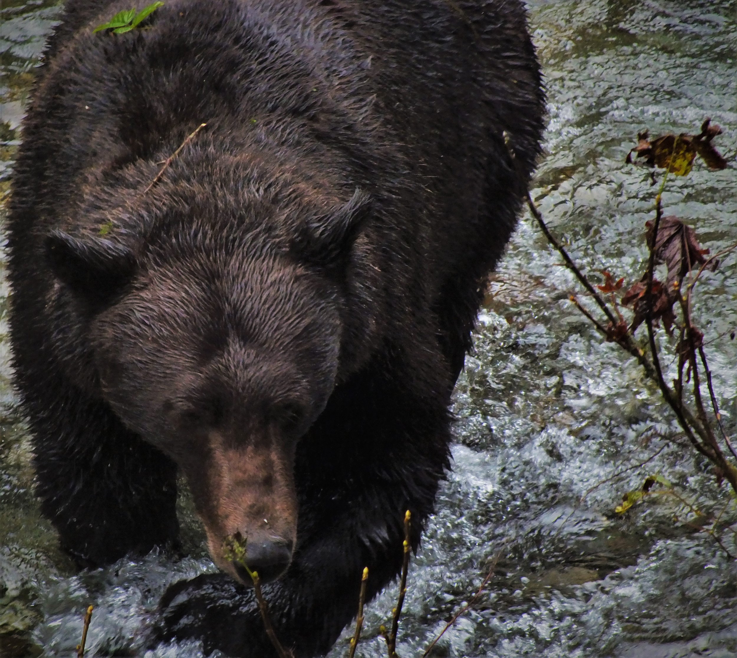 hyderbear3.jpg