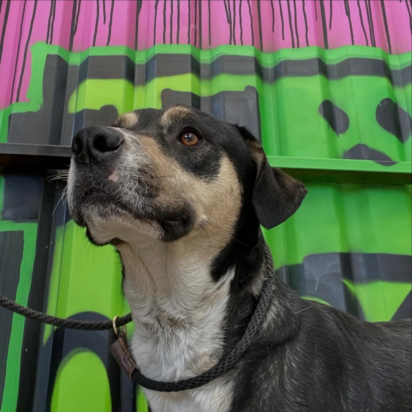 &iexcl;&Eacute;l es Rito!

Por lo general, en nuestro proyecto ingresan perros de refugios o de rescatistas para as&iacute; ayudarles a desahogar su volumen de perros sin casa y poder seguir rescatando, pero en esta ocasi&oacute;n entra Rito de @vet.