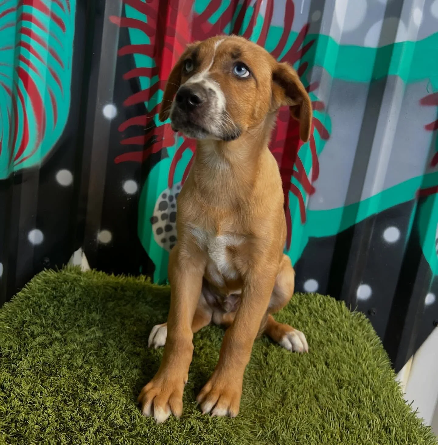 Ellos son  Moe, Larry y Curly (est&aacute;n s&uacute;per abiertos a un cambio de nombre😎)unos cachorros de tres meses.
Ellos son los que quedan de una manada rescatada por @sofia.cslp y est&aacute;n buscando su hogar definitivo. 

Un cachorro es com