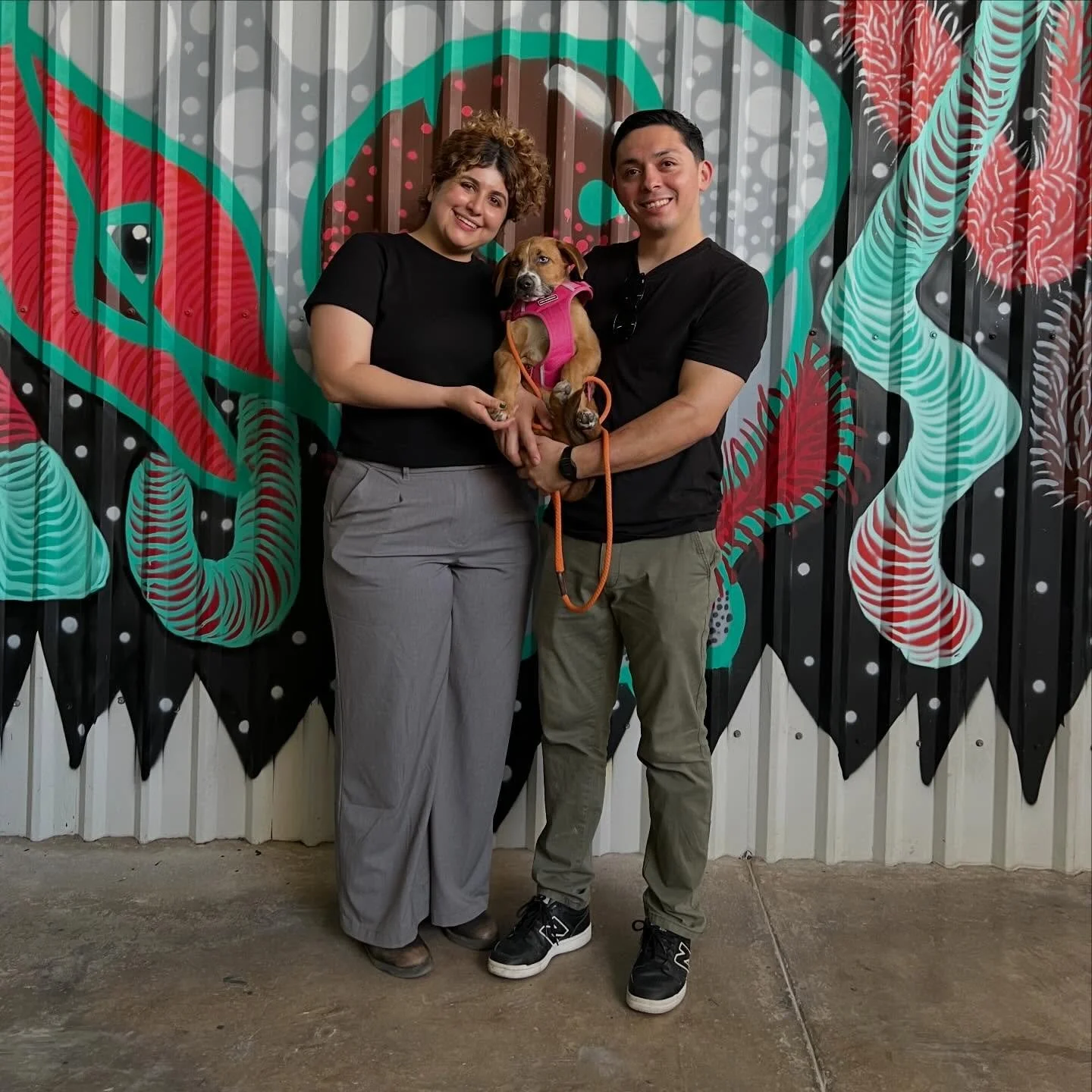 Mango(antes Moe) Ya tiene 🏡
Los tres ya asistieron a su primera lecci&oacute;n de nuestro programa para cachorros en adopci&oacute;n donde tanto el cachorro como el humano quedan becados.

Este fue un rescate de @sofia.cslp 

Rescate/Educacion /Adop