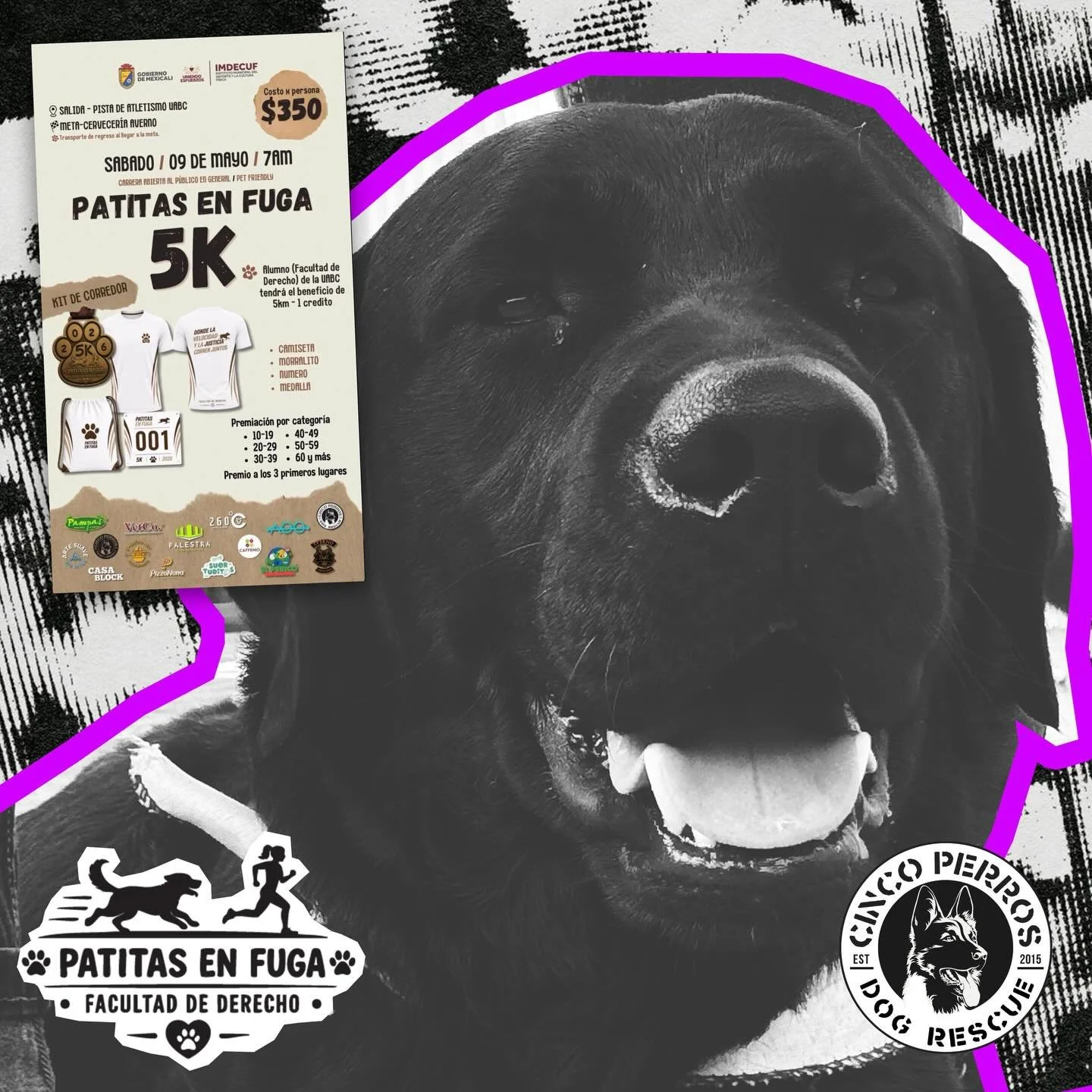 &iexcl;SIGUE CORRIENDO CON NOSOTROS!

El comit&eacute; Pro graduaci&oacute;n 2026 de la escuela de Derecho de la UABC nos invit&oacute; a su carrera PATITAS EN FUGA don&aacute;ndonos 30 n&uacute;meros de sus 650 kits 

No faltes este 09 de Mayo
La sa