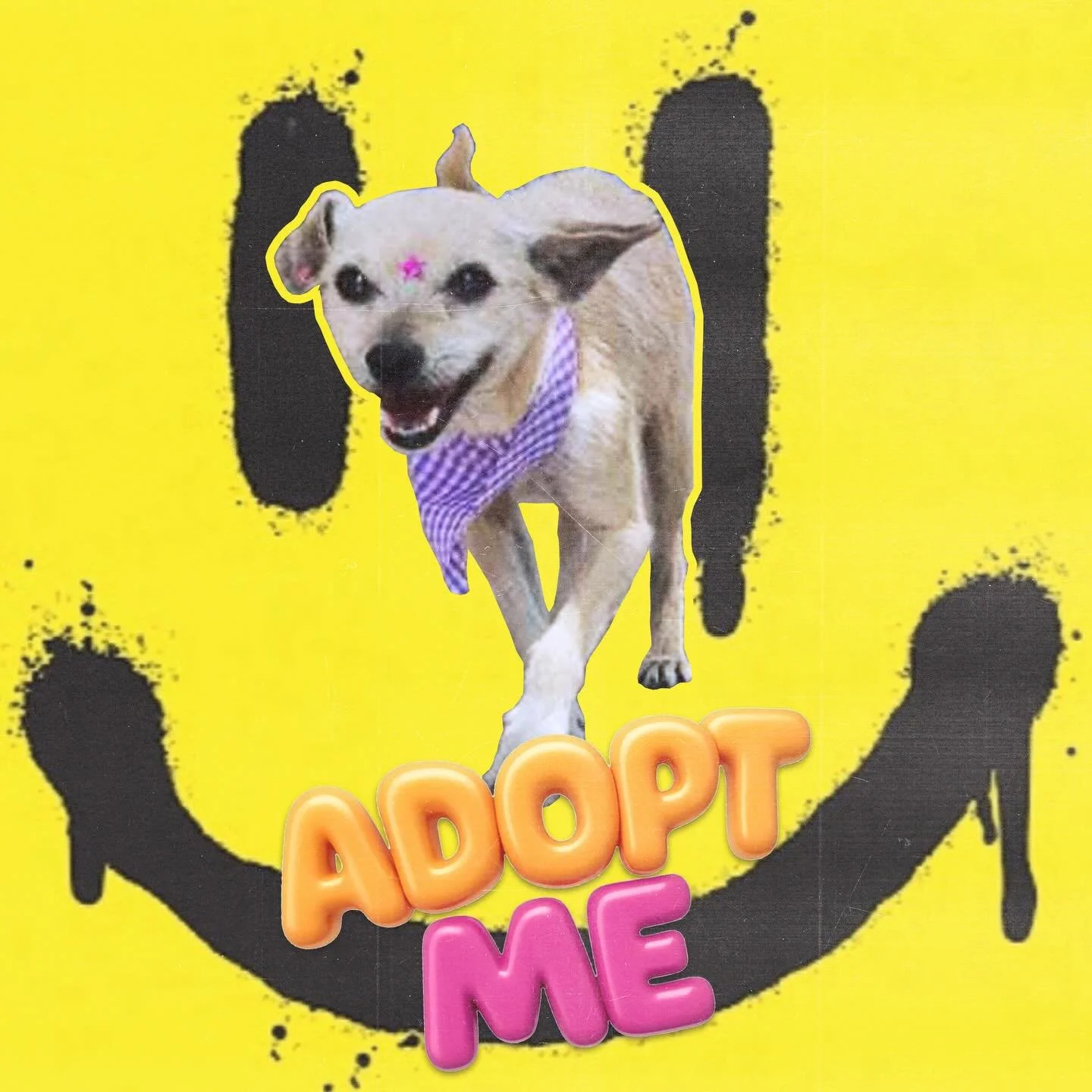 Hoy hacemos colaboraci&oacute;n con nuestros amigos de @coffeestreetmx en el rescate de esta perrita 

&iquest;Como @cincoperrosdogrescue  interviene en estos casos?

Ayudando a promover su adopci&oacute;n con una beca tanto para ella como su nuevo a