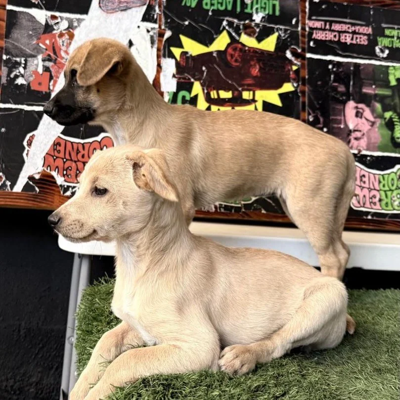 Ellas son Pily y Moana unas cachorras de 3 meses que andan buscando 🏡

Son un rescate de @tutis_villaescusa 

Ellas entran a nuestro programa de 
Rescate/Educacion/Adopcion

Te gustar&iacute;a conocerlas? 

Todos los perros que entran a nuestro prog