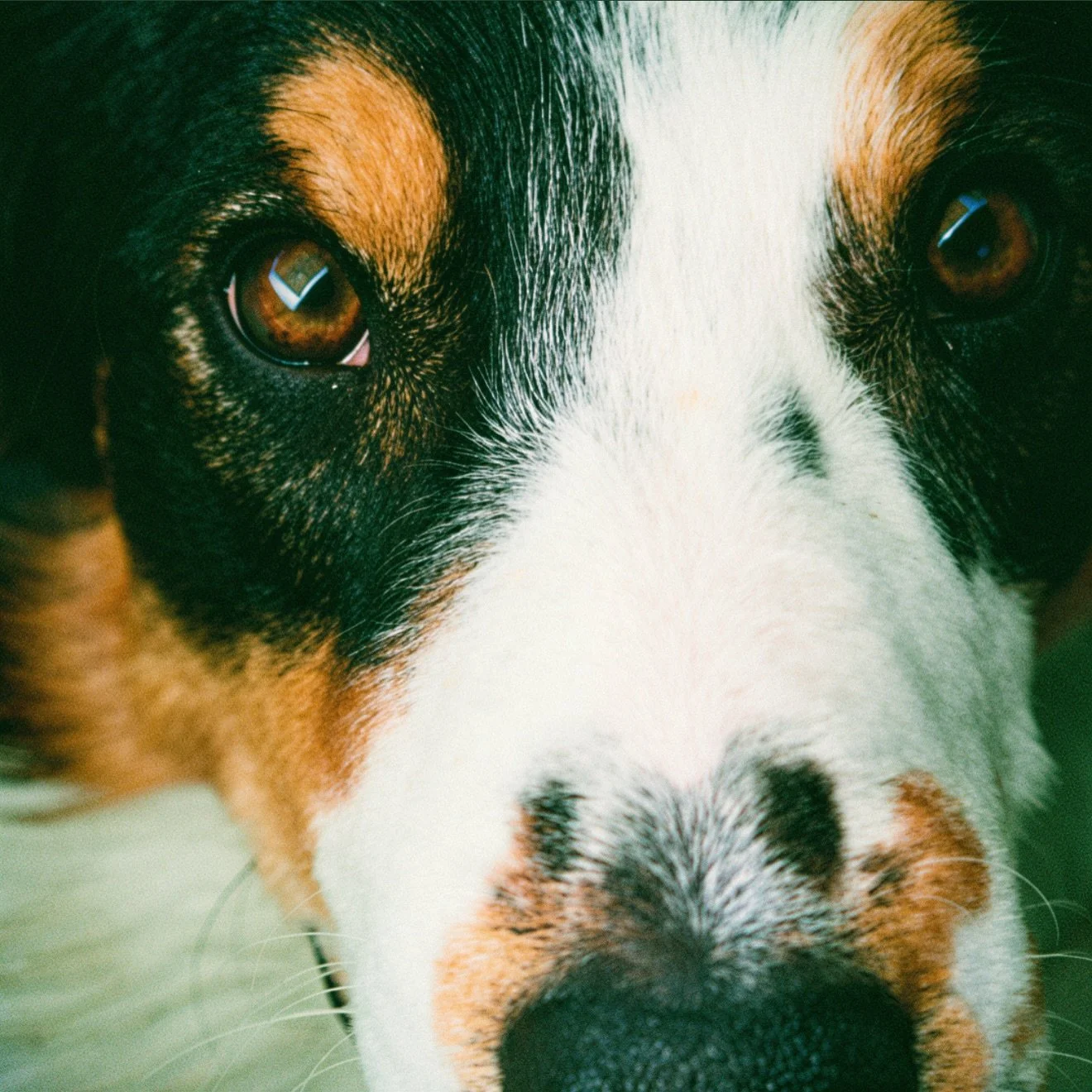 El Ori&oacute;n sigue en busca de su furever home, sigue conociendo gente para ver qui&eacute;n le gusta, esperemos pronto ya se le haga encontrar a su match
Gracias a los @runbros.mx por hacharle la mano tambi&eacute;n para que llegue ese special ho