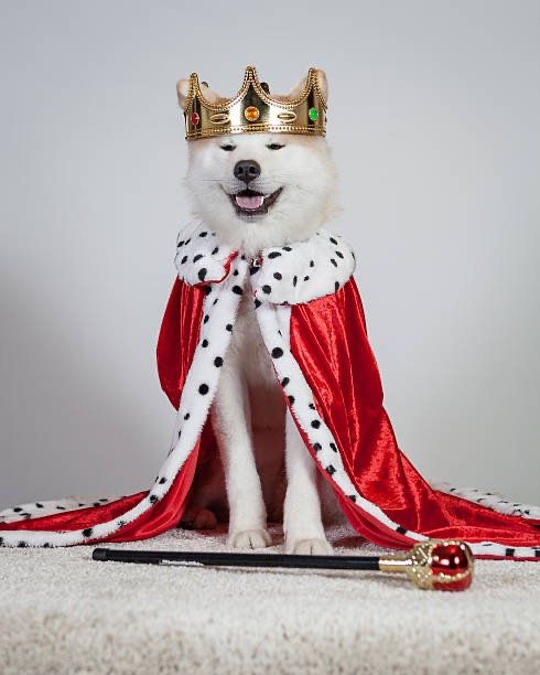 A dog dressed as a king, wearing a crown, a royal cape, and a scepter.