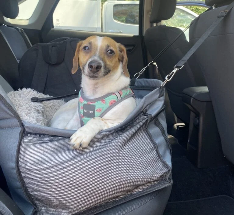 Vet Office Visit Transportation