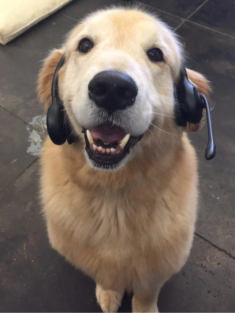 A happy golden retriever dog wearing a black headset on its ears, sitting on a dark floor.