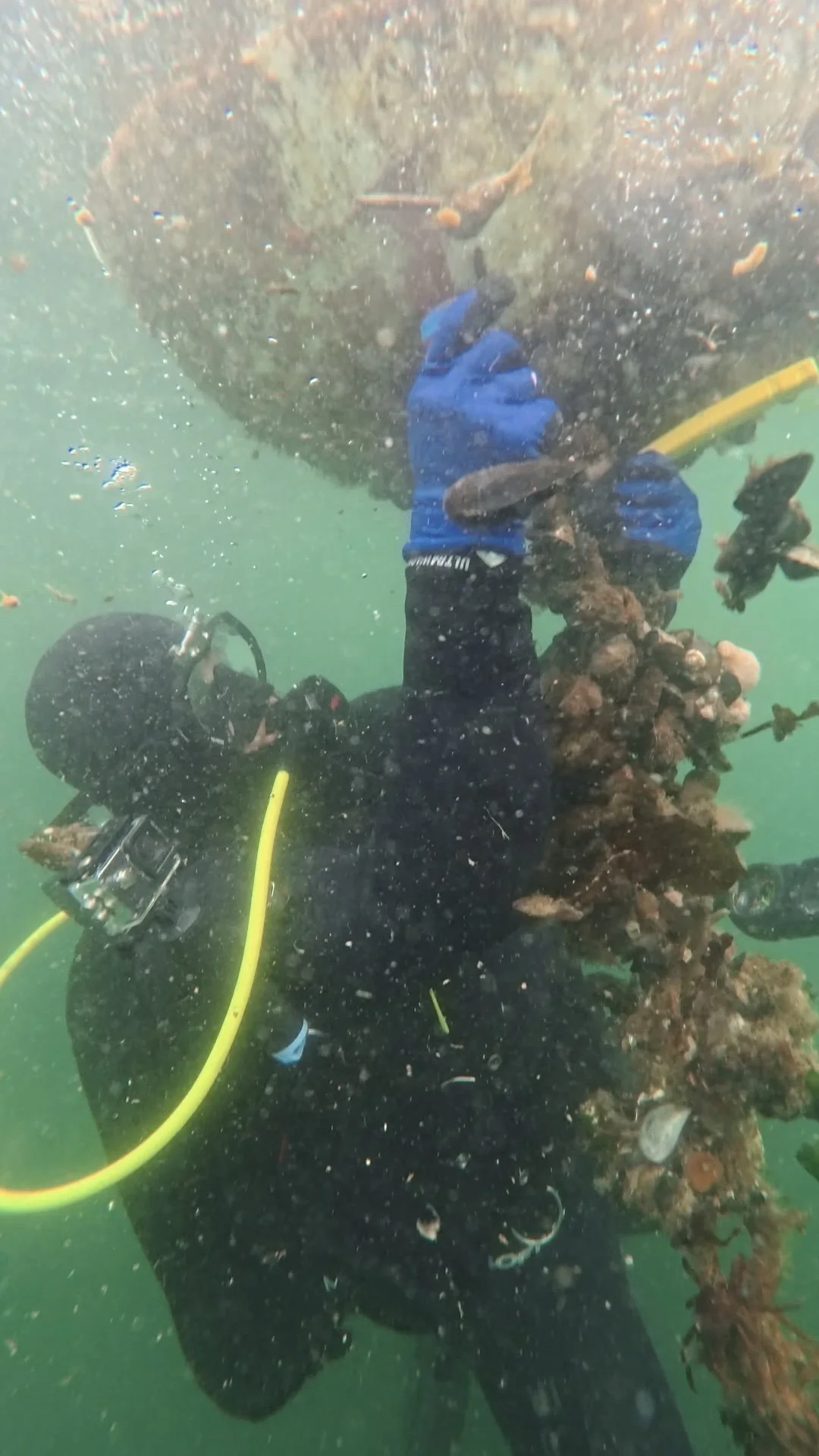 An underwater scene showing a diver in black wetsuit, blue gloves, and a diving mask, attaching or inspecting a large coral-covered structure.