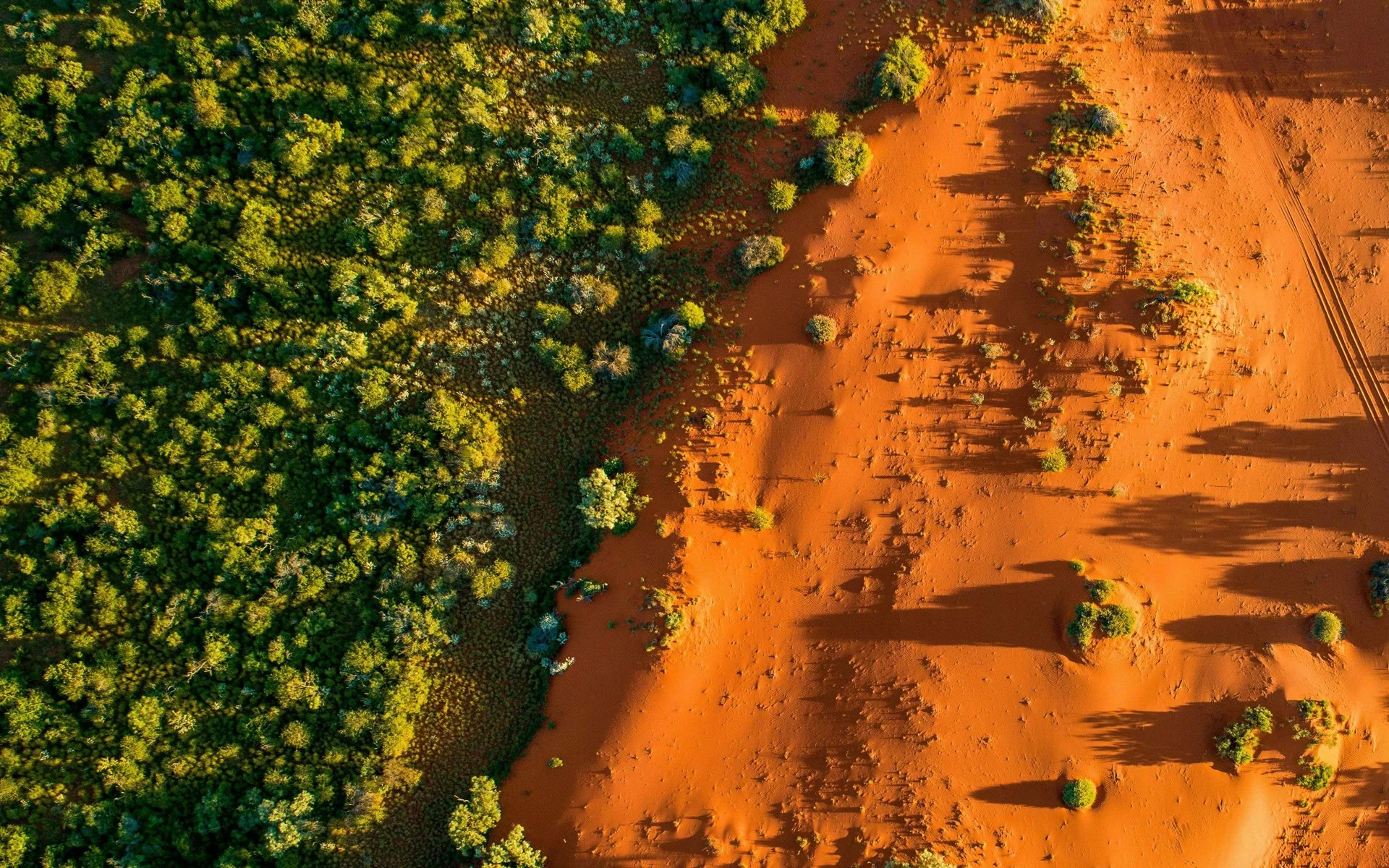 Aerial view of a forest on the left and red desert terrain on the right, with scattered small trees and shadows from the sunlight.