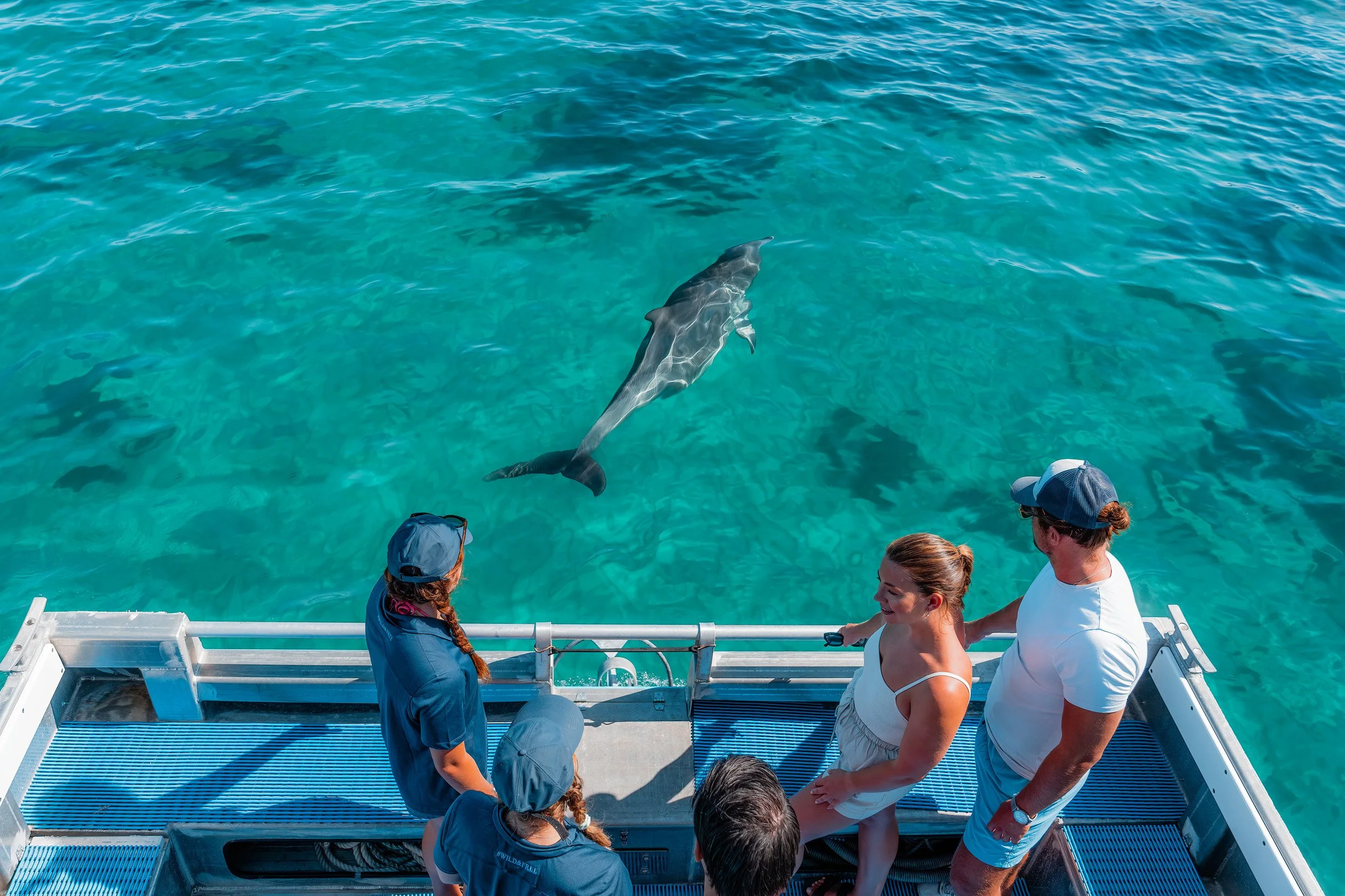 A group of people on a boat watching a dolphin swimming close to the water surface.