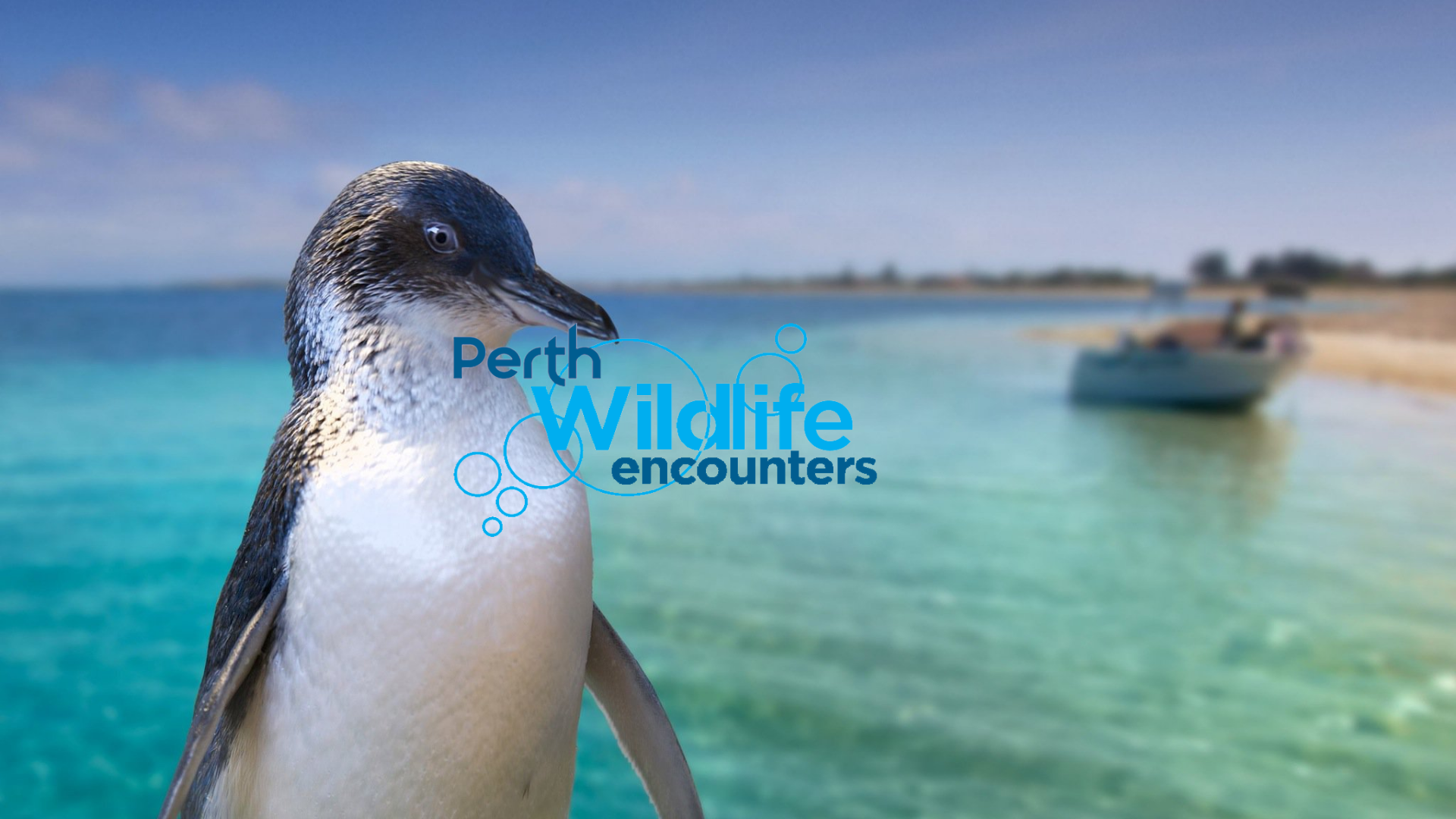 A penguin standing near the water with a blurred boat and shoreline in the background, overlaid with the text 'Perth Wildlife encounters'.