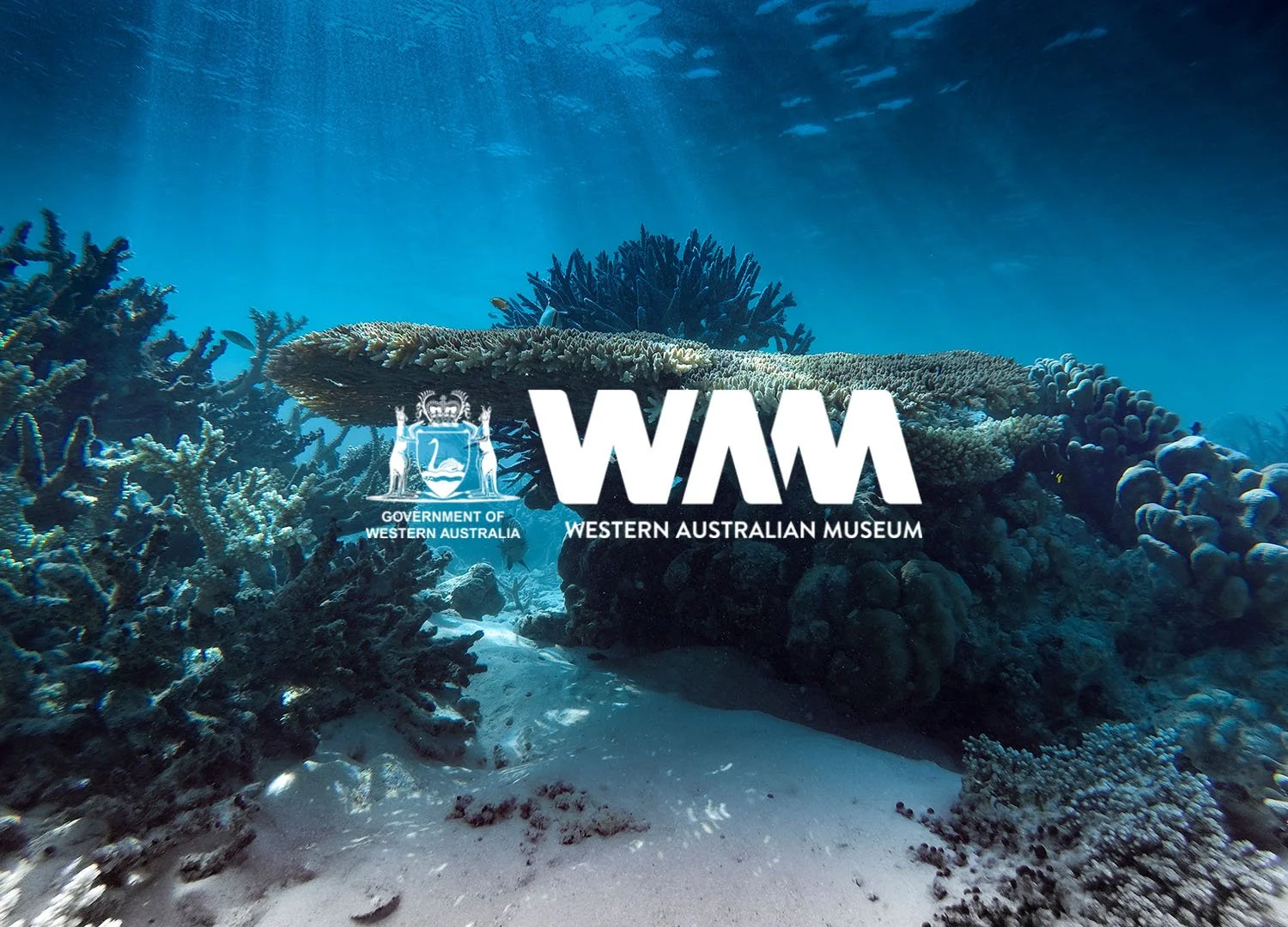 WAnderland WA Museum | Full Service Marketing Consultancy
