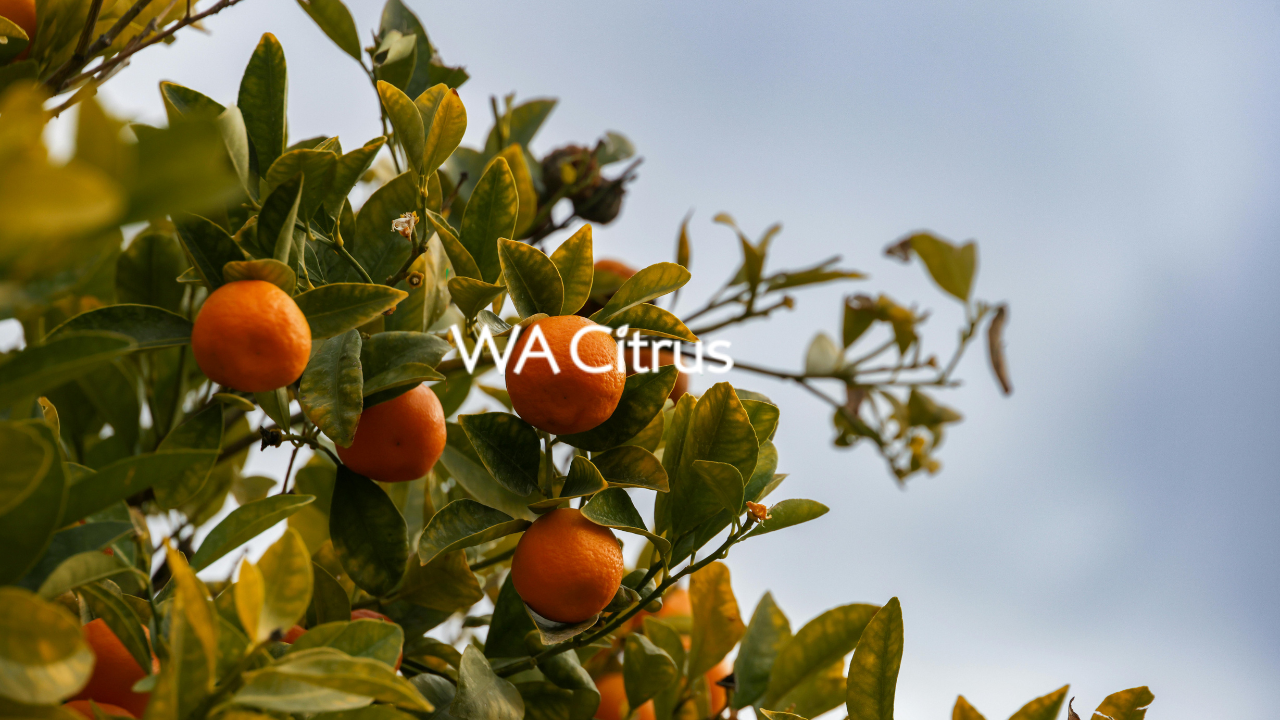 Orange citrus fruits on a tree with green leaves against a cloudy sky