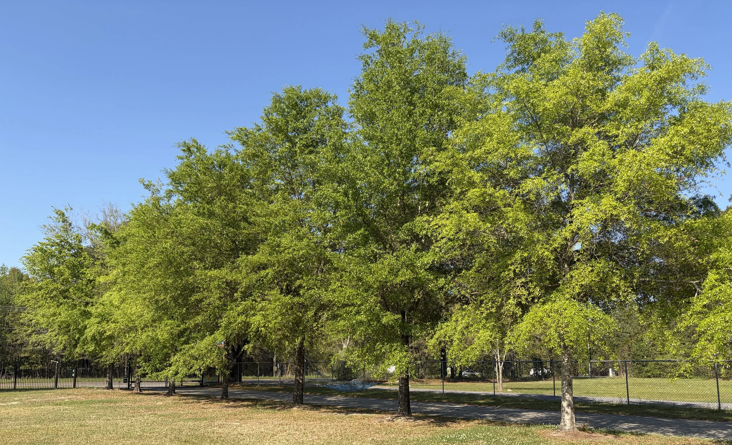 A row of trees with green leaves in a park, blue sky in the background, and a chain-link fence behind the trees.