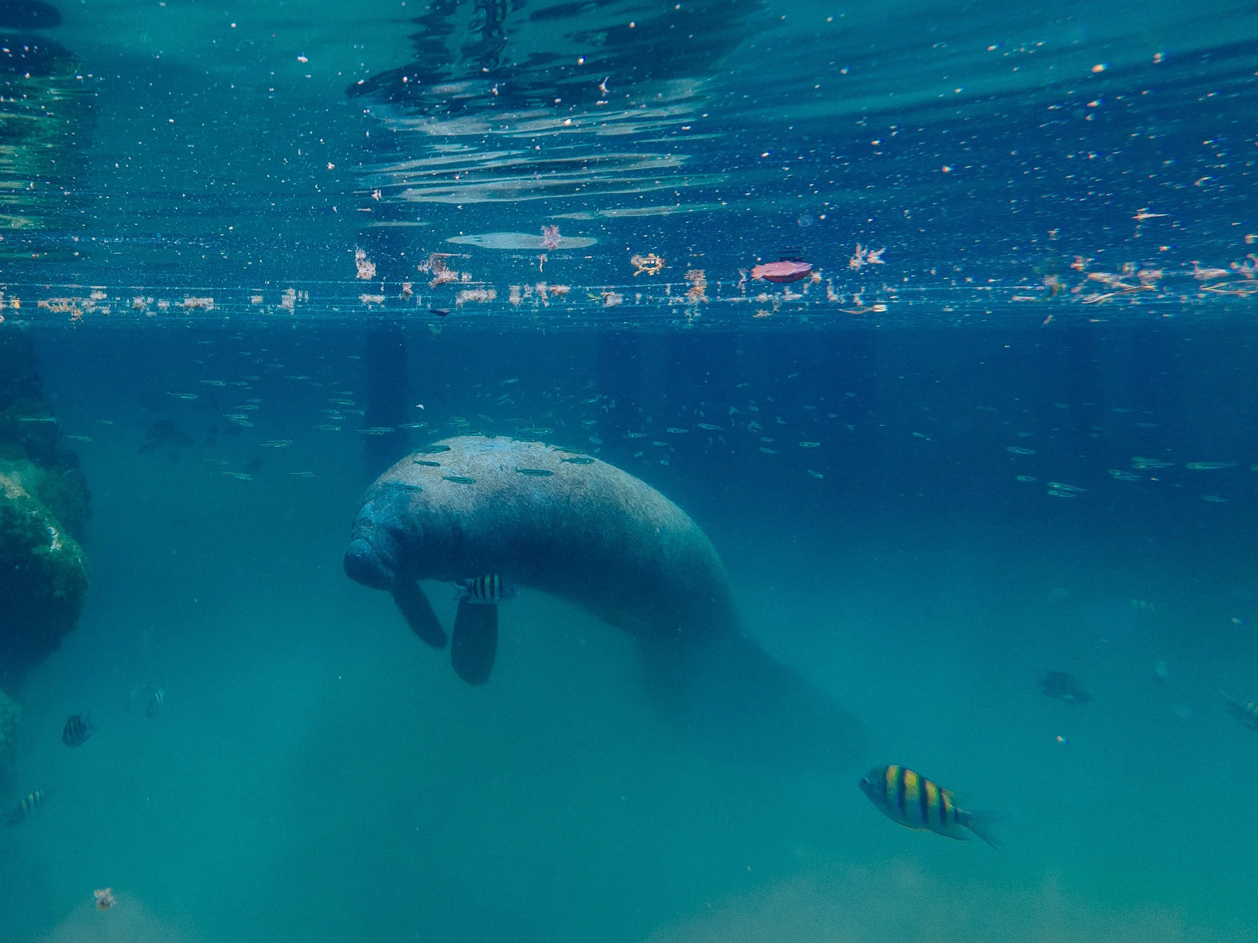 Underwater scene with a large seal swimming among small fish in the ocean.