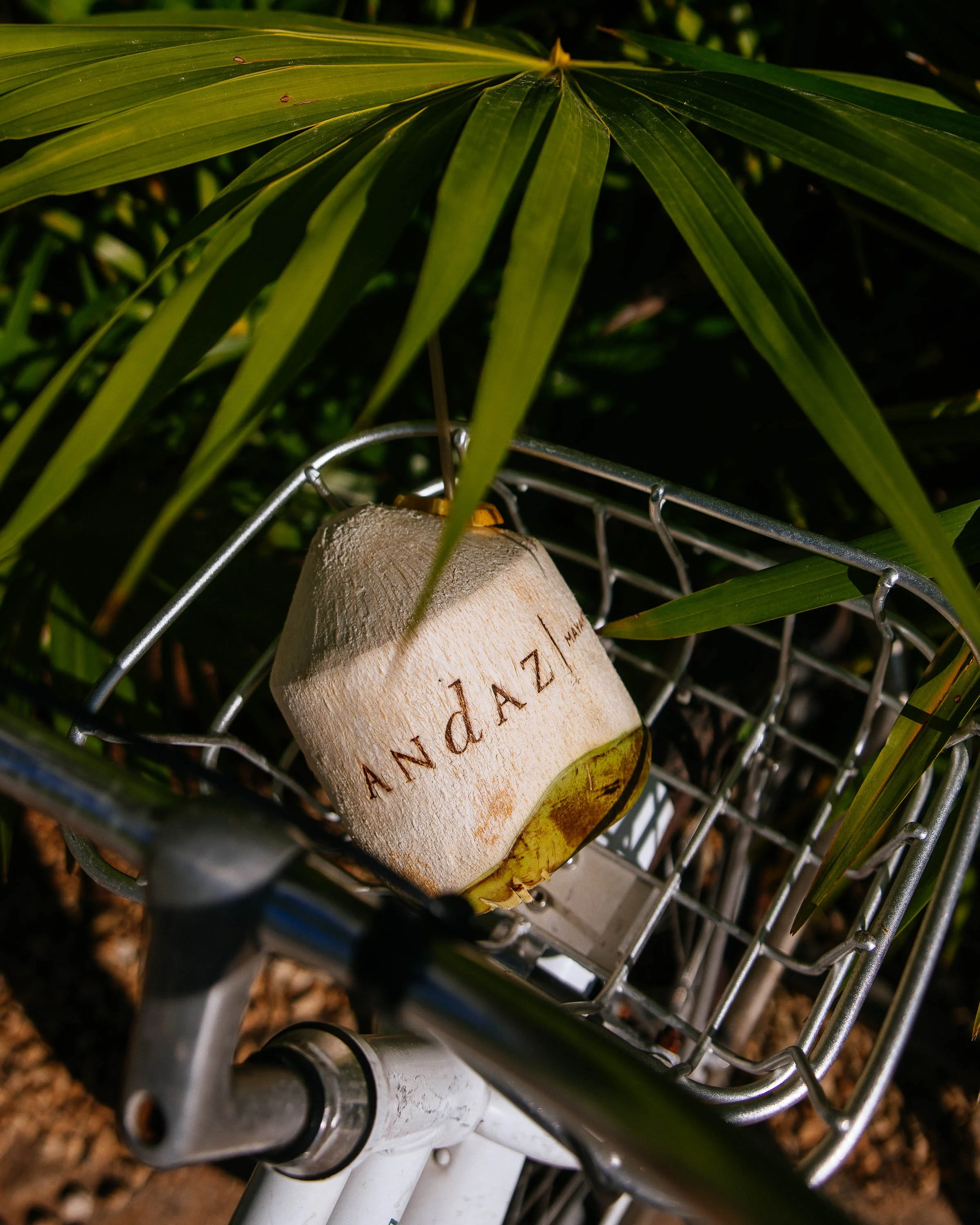 A coconut with the word 'ANANAZA' engraved on it is placed in a bicycle basket beneath green leaves.