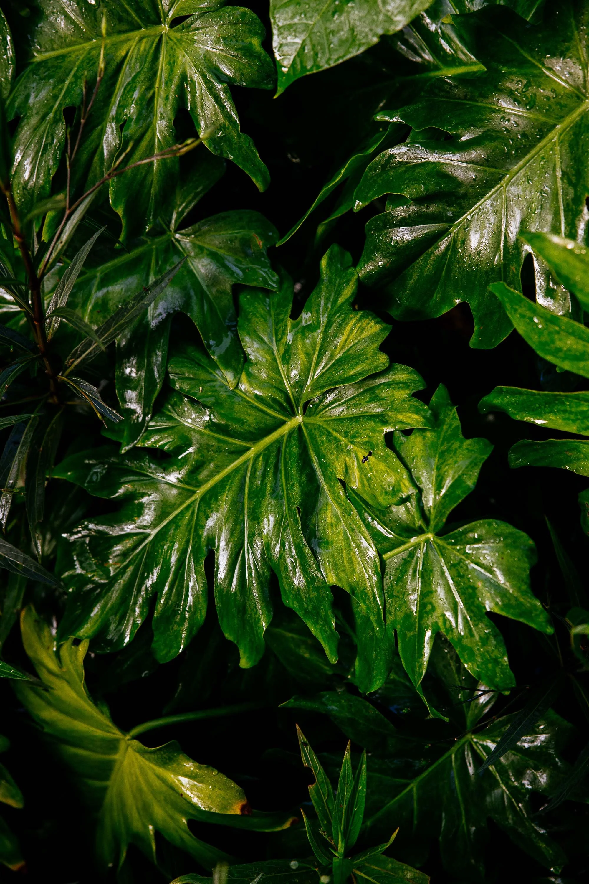 Close-up of glossy green leaves, some with characteristic lobed shape, likely from a tropical plant such as an ivy or philodendron.