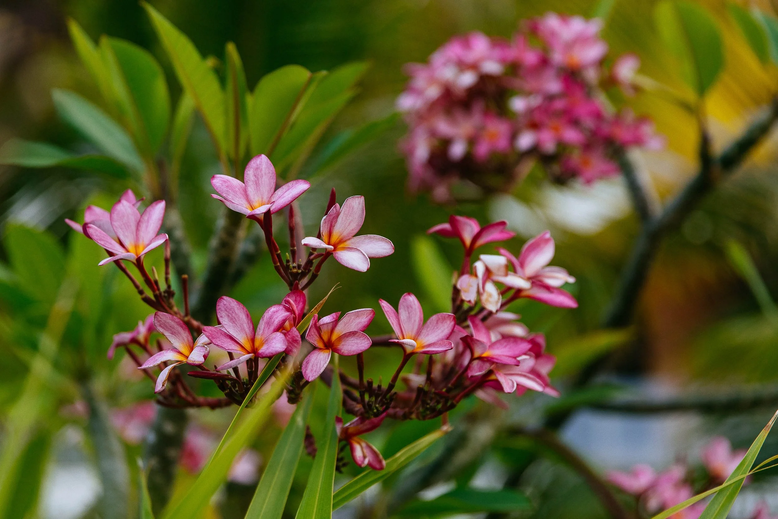 Close-up of pink and white flowers blooming on a green leafy plant.
