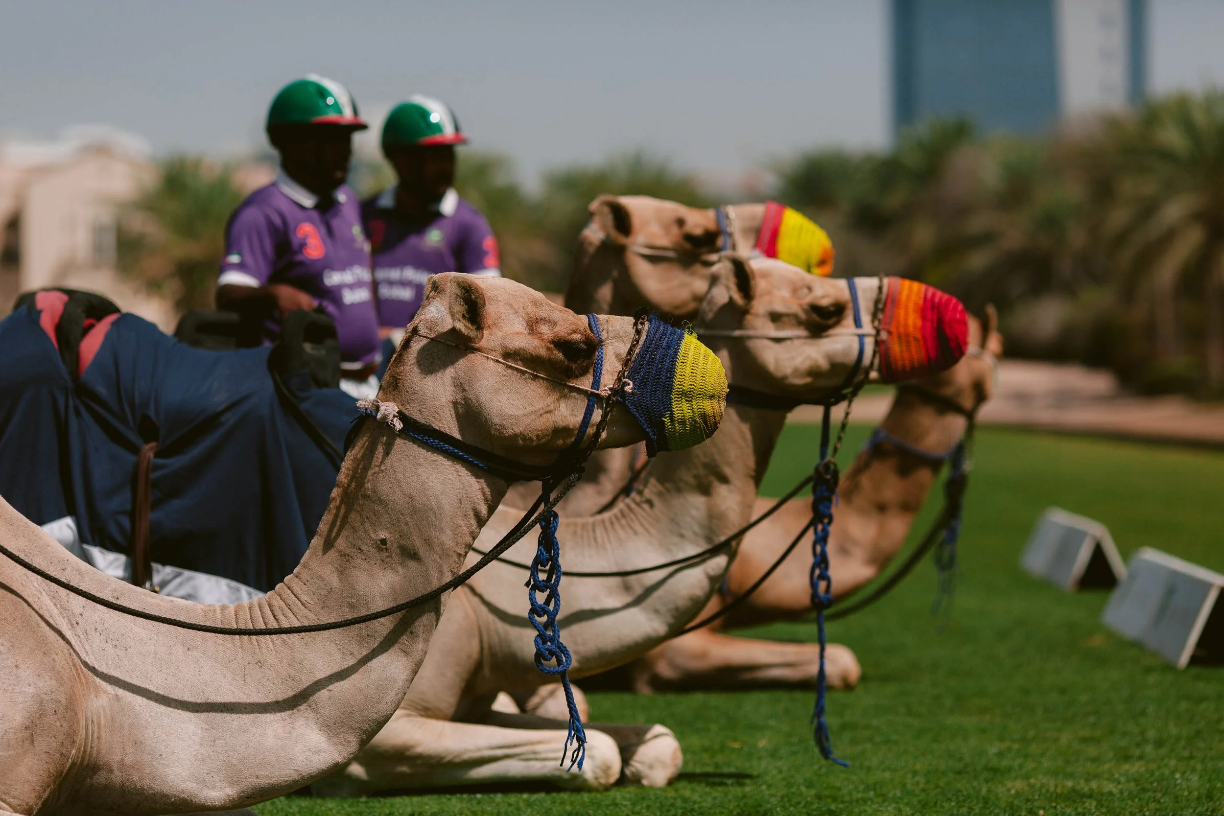 Camel race with three camels wearing colorful nose covers, sitting on a race track with two men in purple shirts and green helmets standing in the background.