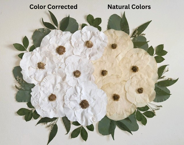 Comparison of white flowers with color correction and natural color effects | Floral Preservation | Austin, TX