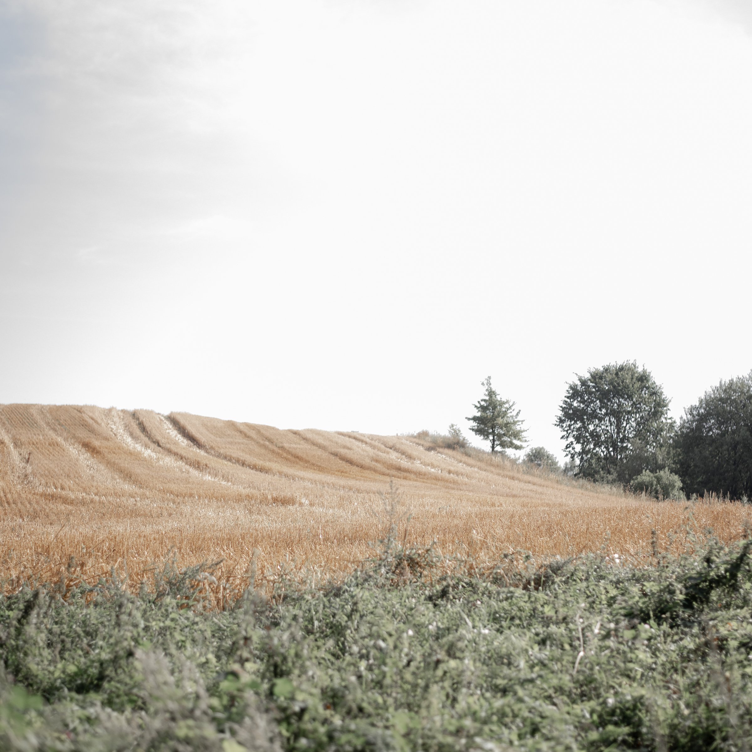Golden field with scattered trees and bright sky, a peaceful landscape from a women’s retreat destination.